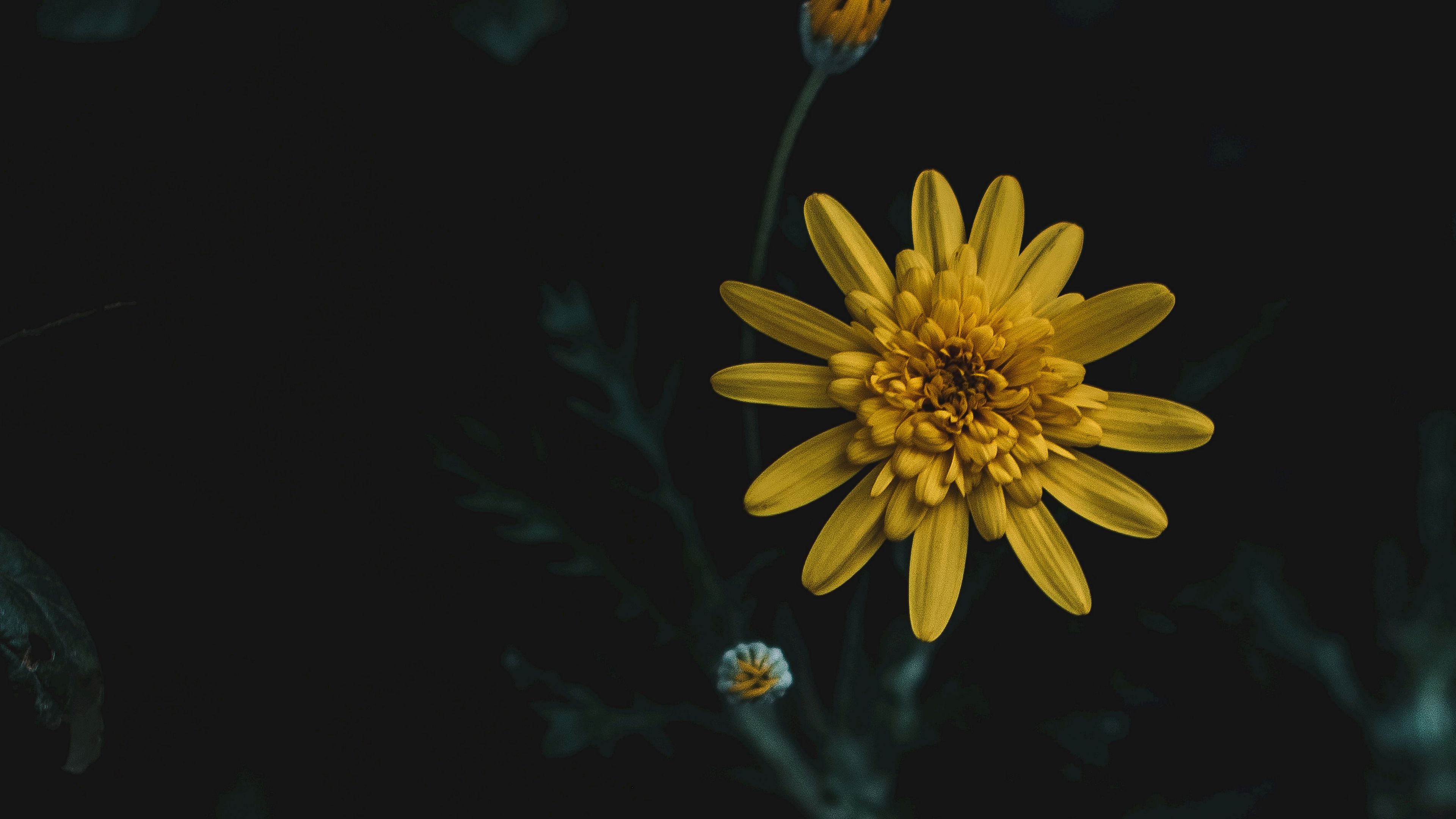flower, yellow, macro, blur, 4k, HD Wallpaper