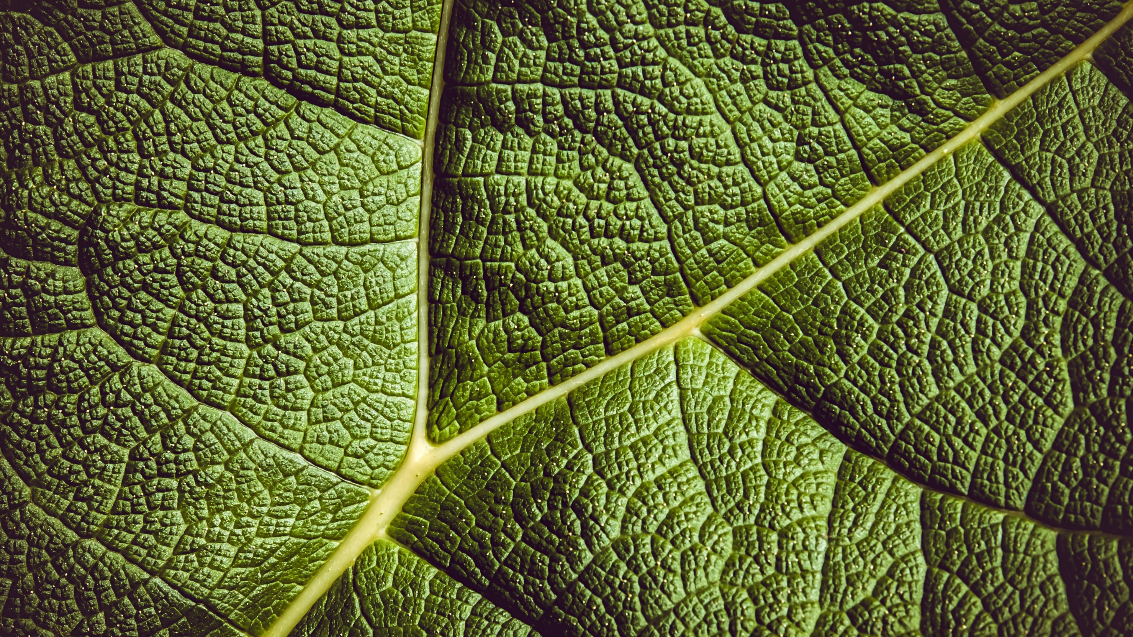 leaves, green, nature, HD Wallpaper
