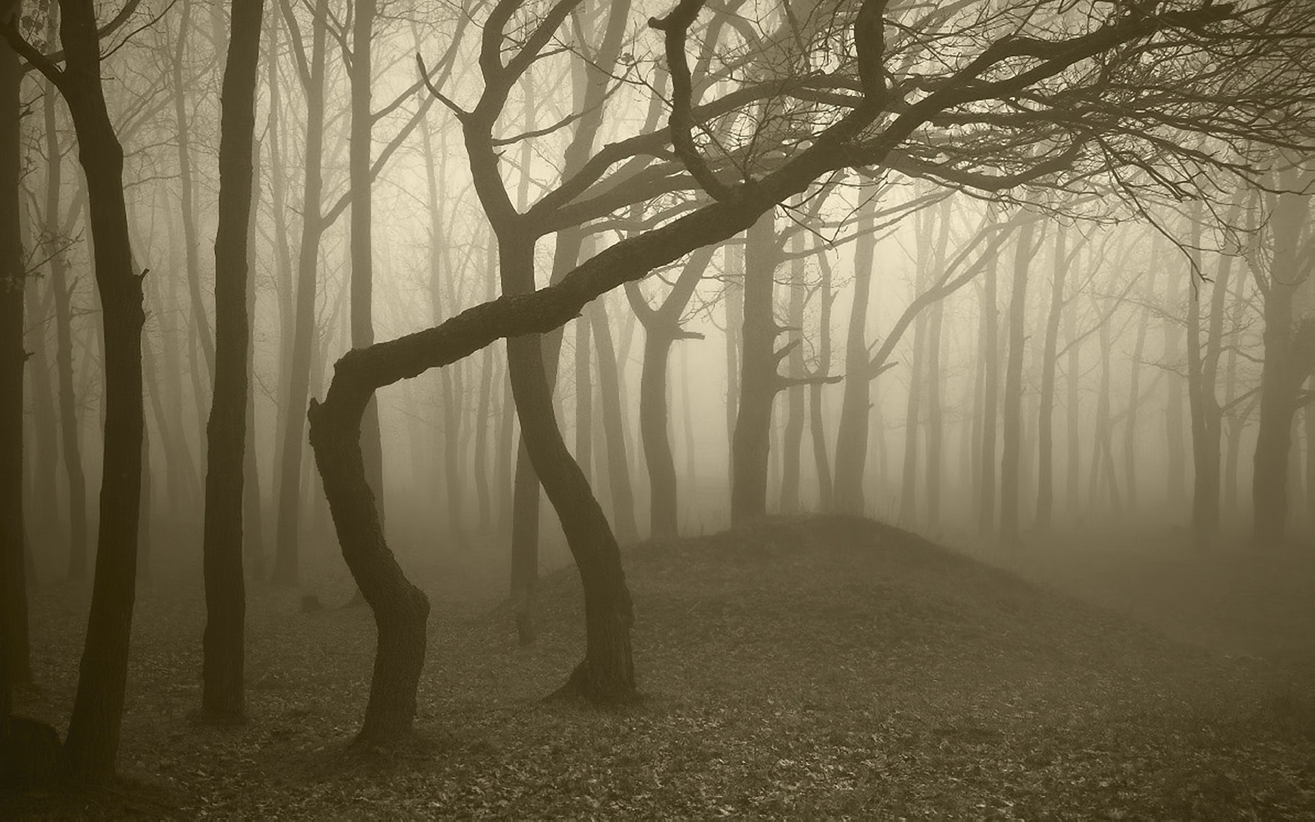nature, forest, dead trees, mist, beige, HD Wallpaper