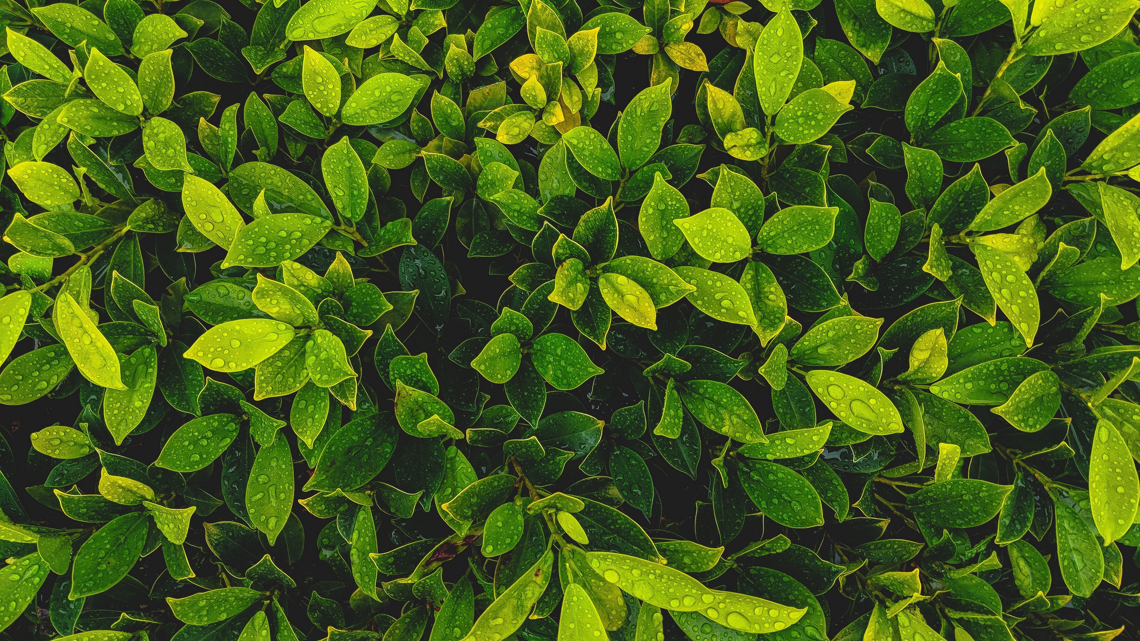 leaves, nature, green, water drops, wet, HD Wallpaper