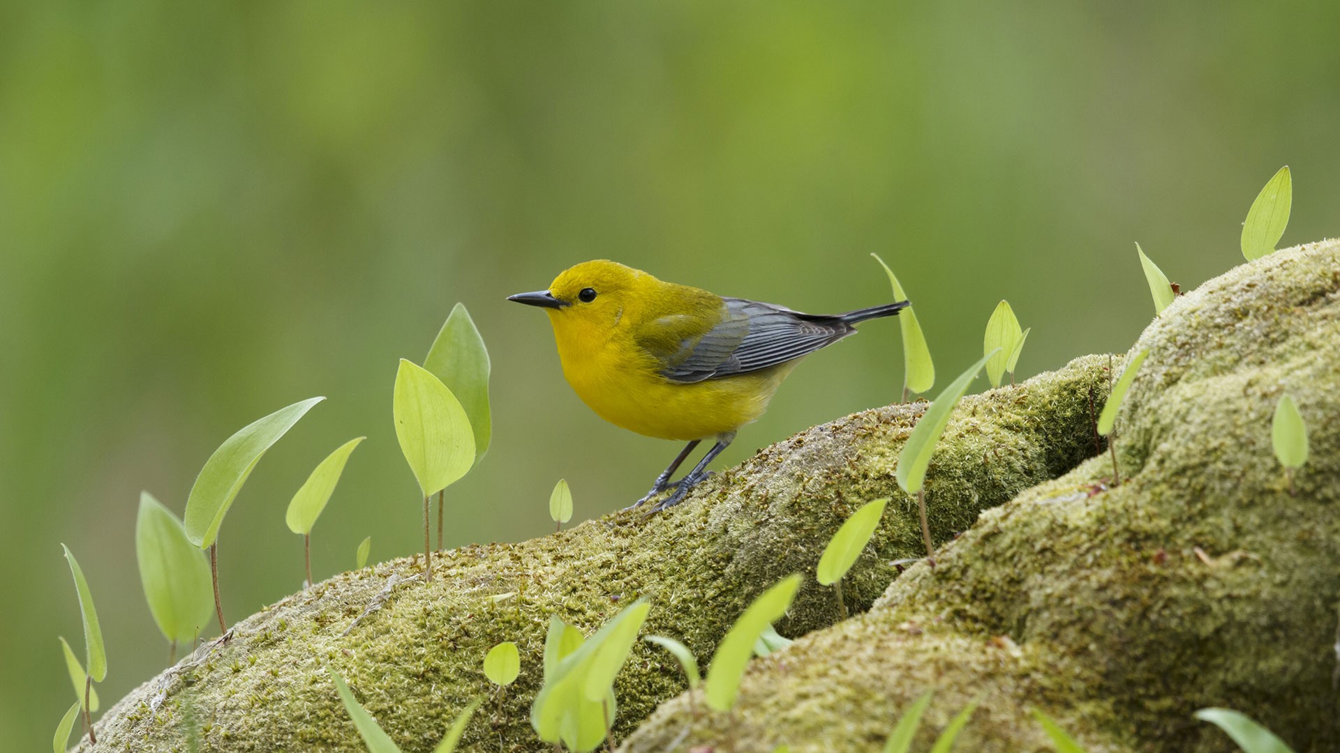yellow bird, green, nature, animals, leaves, HD Wallpaper