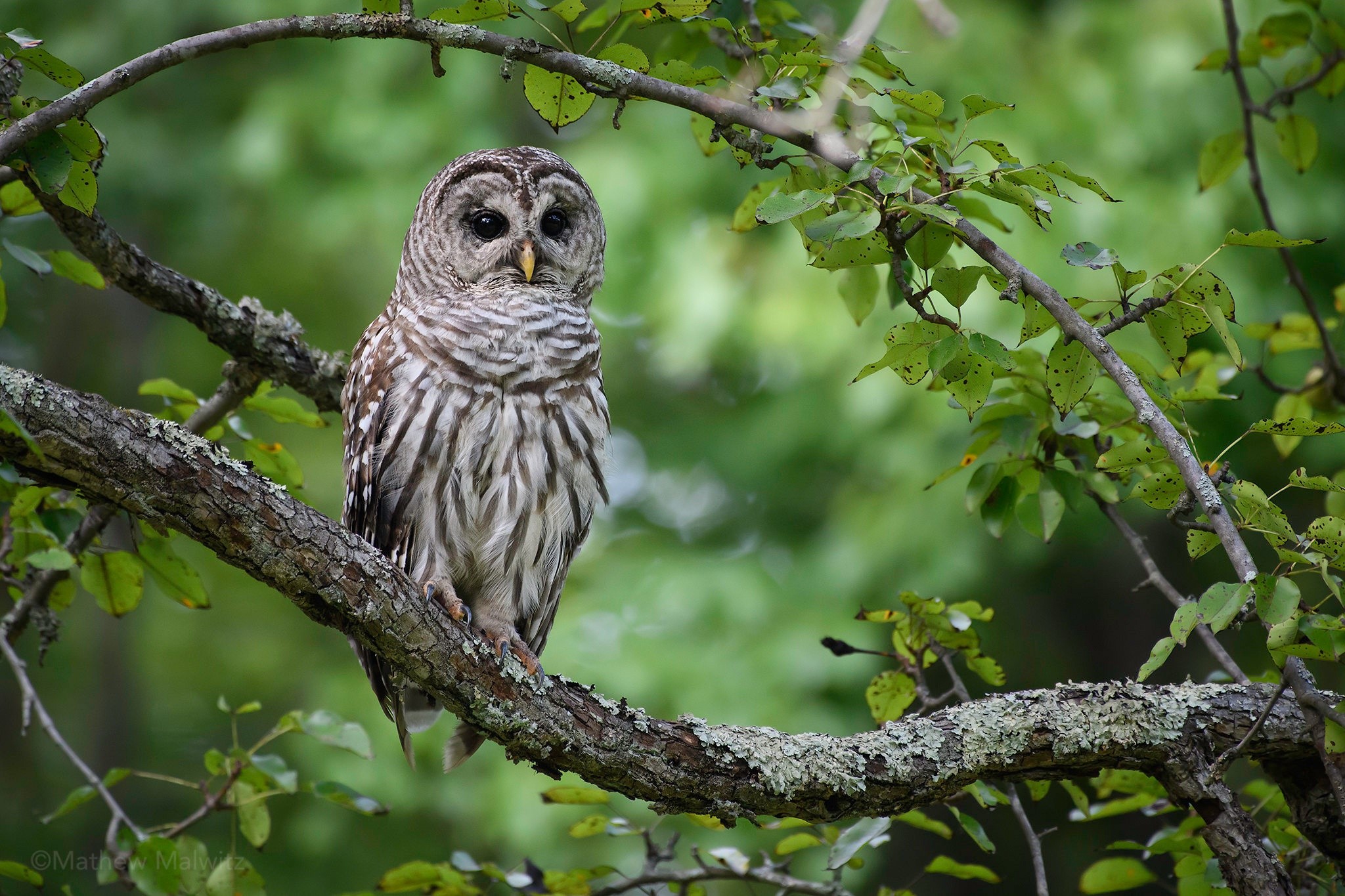 animals, birds, owl, plants, nature, HD Wallpaper