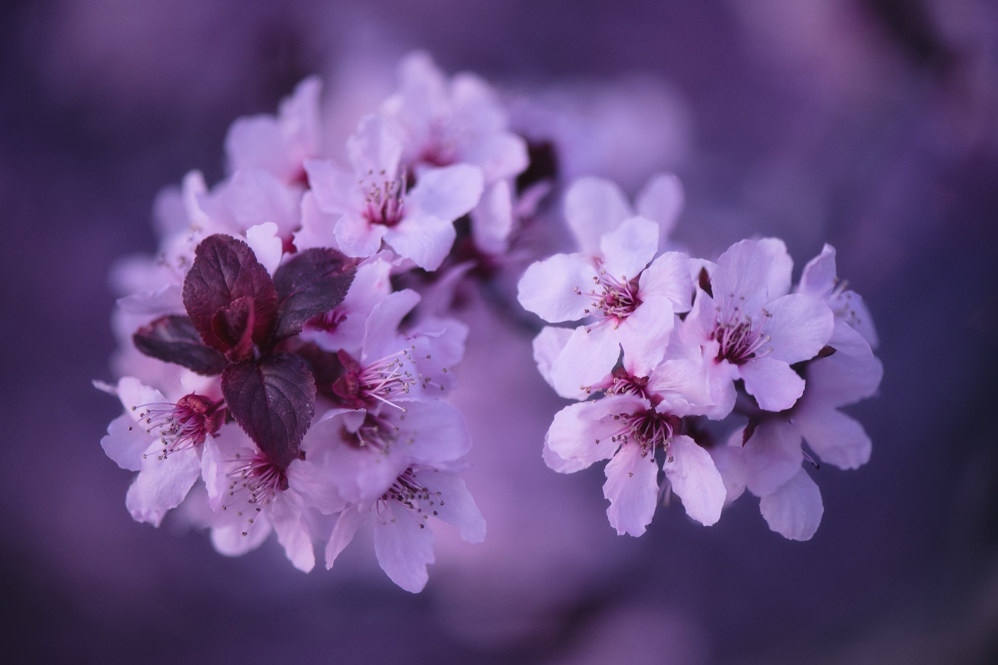 flowers, plants, purple flowers, HD Wallpaper