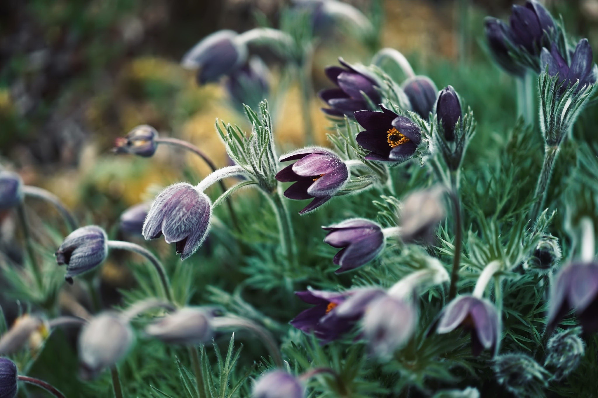 outdoors, flowers, plants, HD Wallpaper