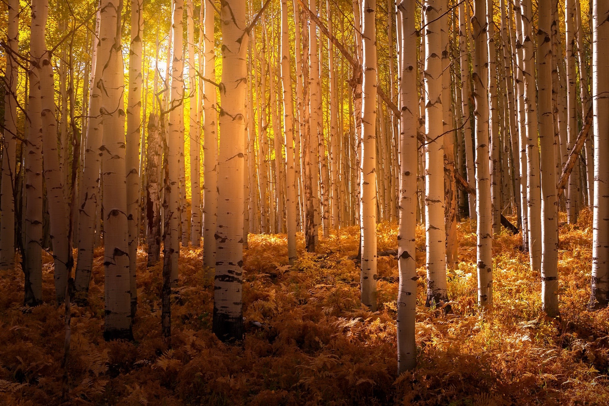 birch, plants, sunlight, outdoors, trees, yellow, HD Wallpaper