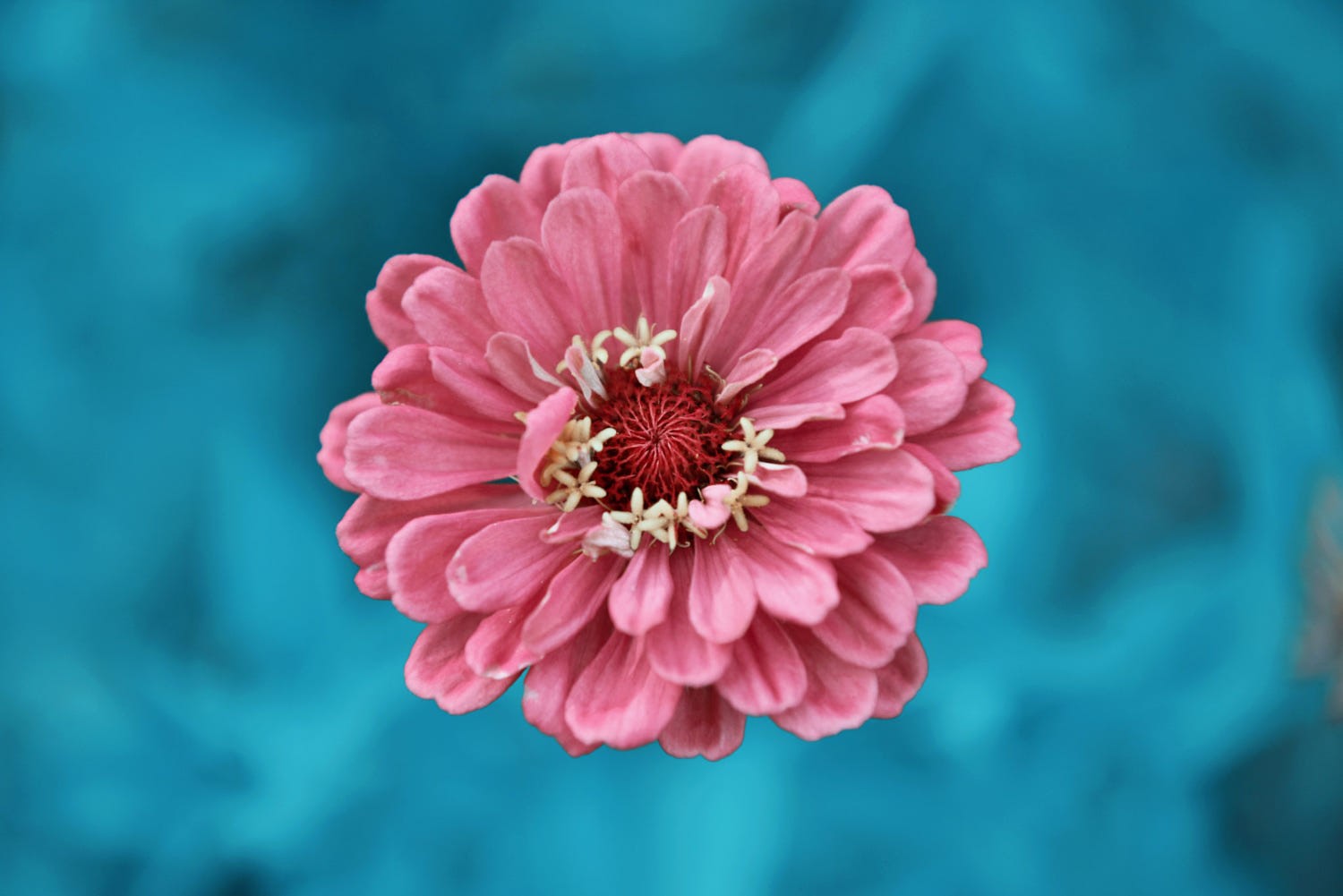 flowers, macro, pink flower, water, pink, blue, HD Wallpaper