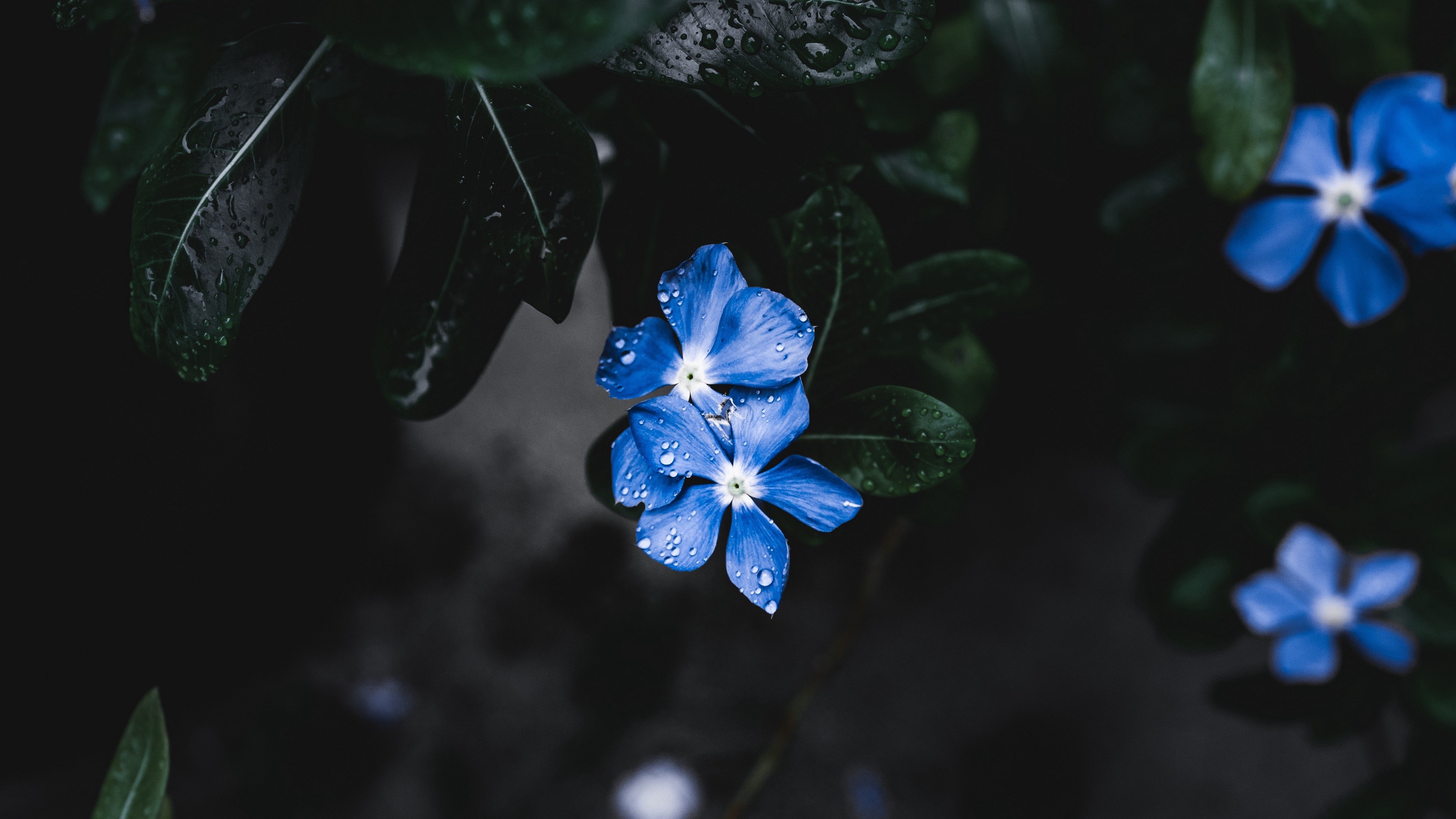 flowers, leaves, water drops, HD Wallpaper