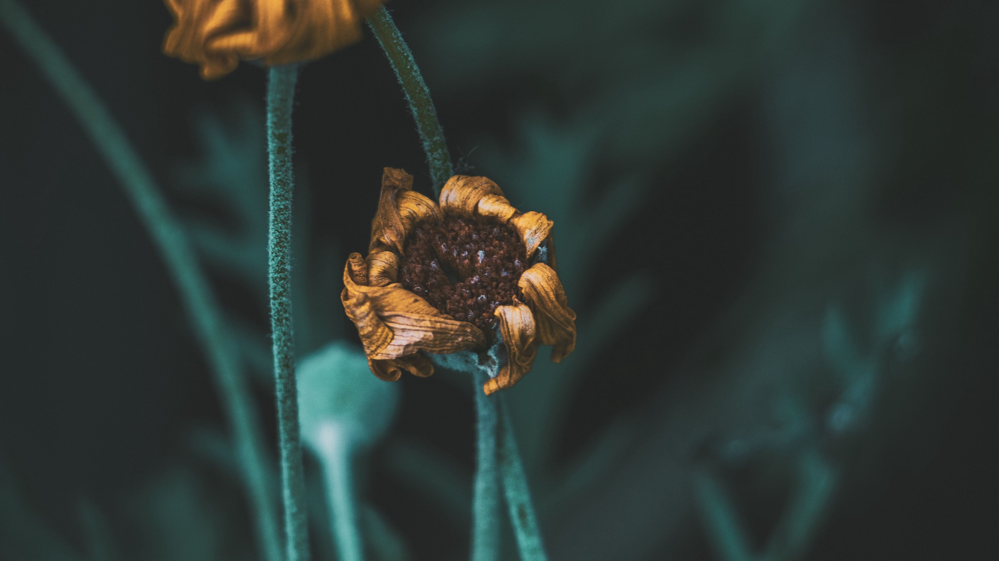 flower, macro, stems, dry, 4k, HD Wallpaper