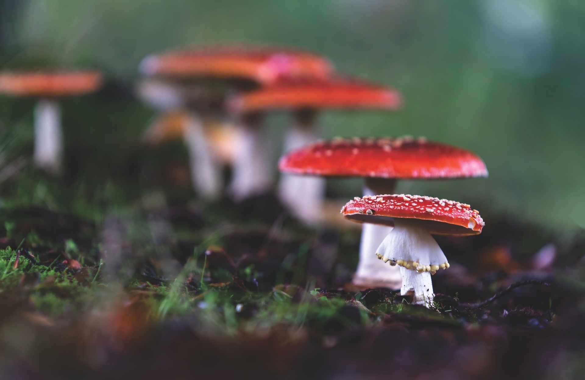 plants, mushroom, nature, HD Wallpaper