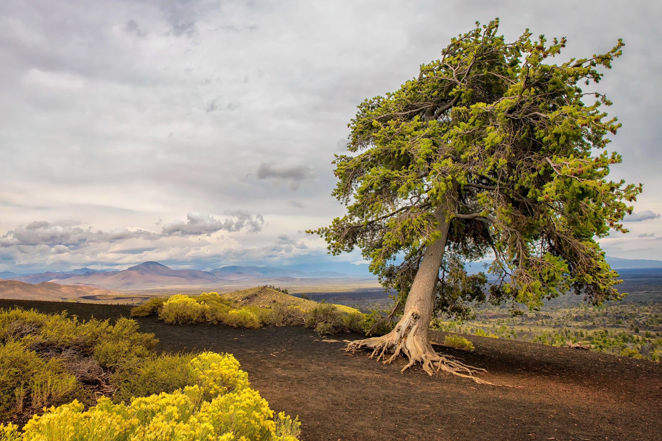 trees, nature, plants, landscape, far view, dirt, shrubs, plains, HD Wallpaper
