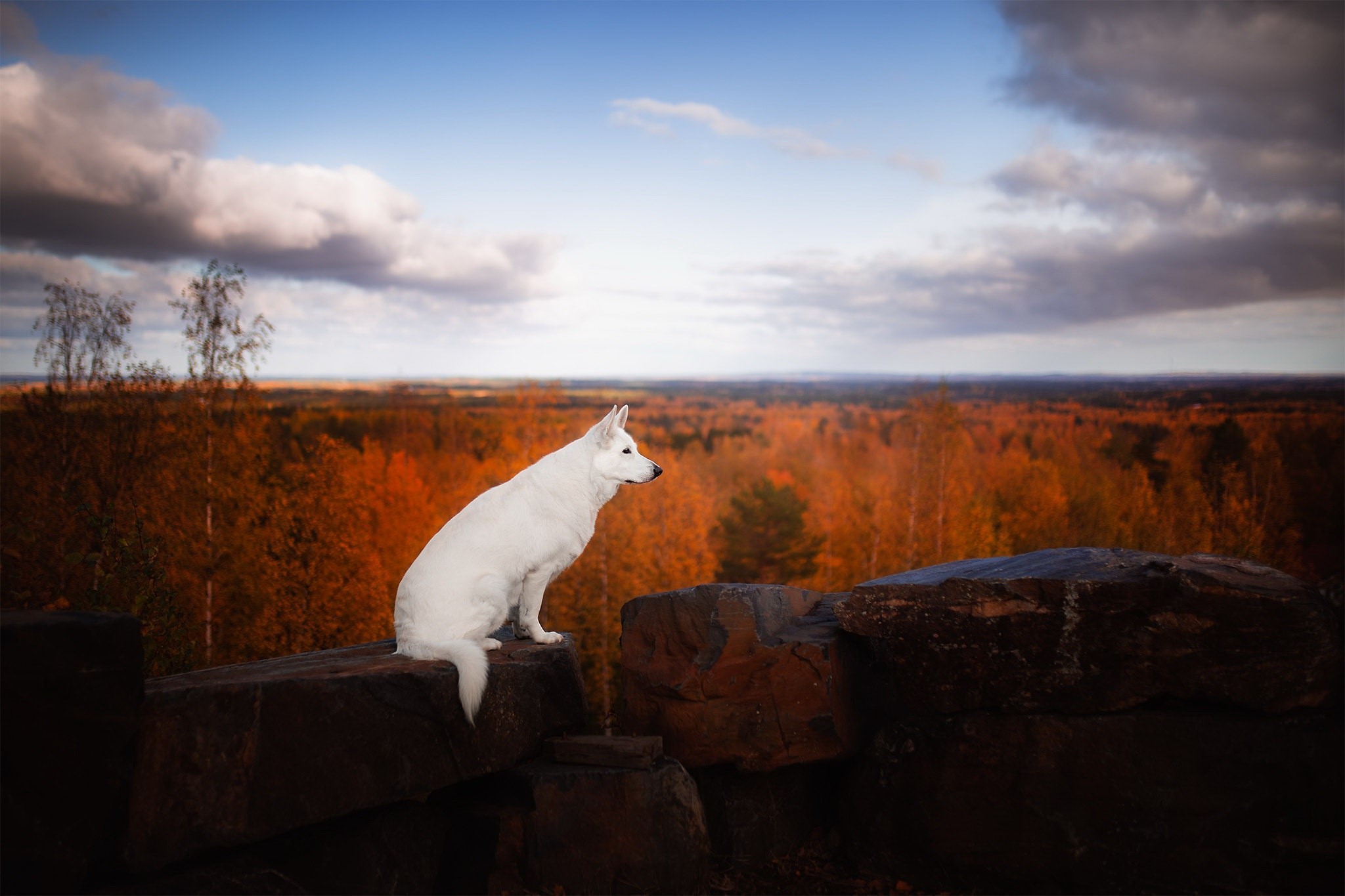fall, outdoors, dog, animals, mammals, HD Wallpaper
