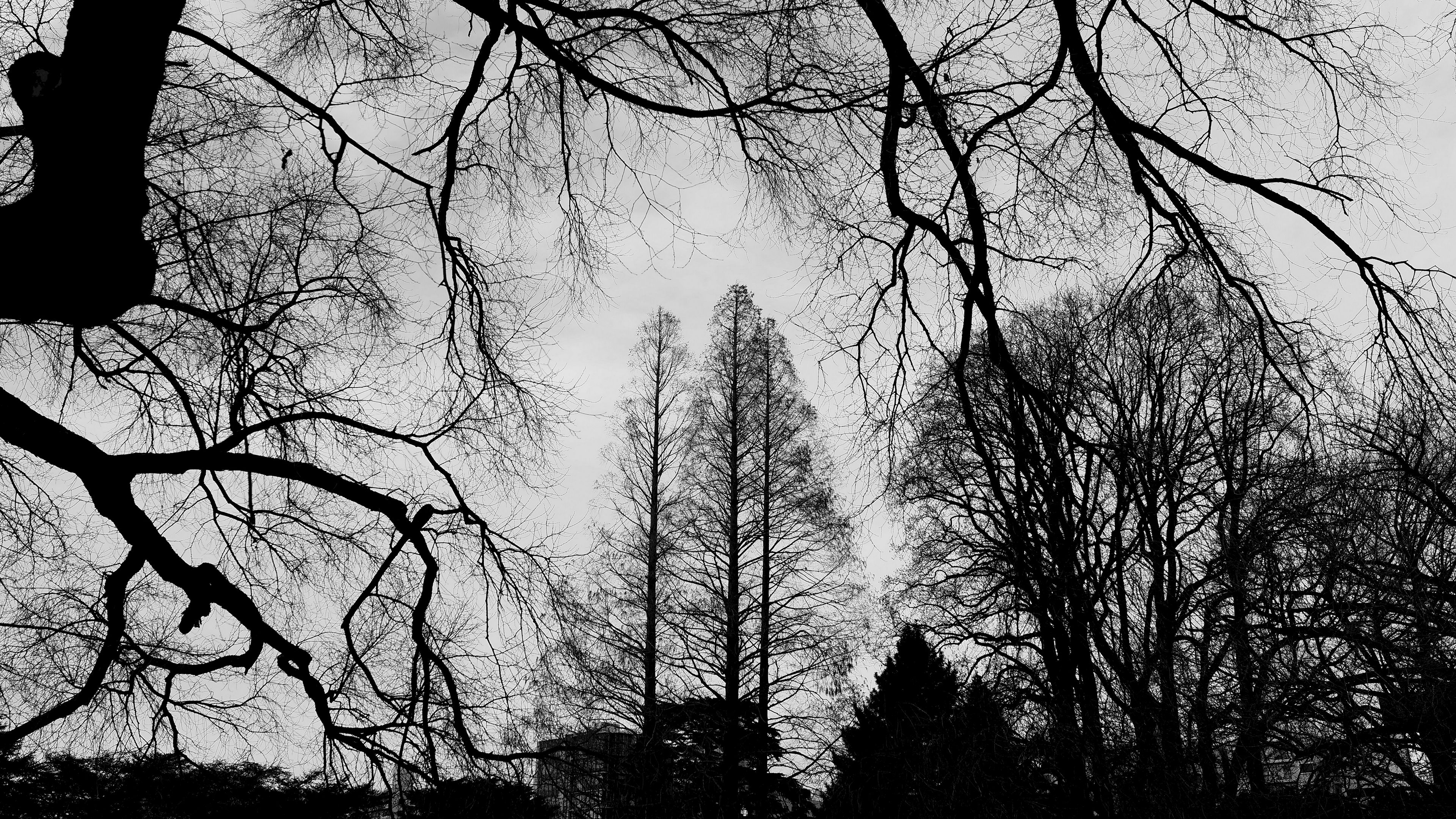 trees, branches, bw, sky, 4k, HD Wallpaper