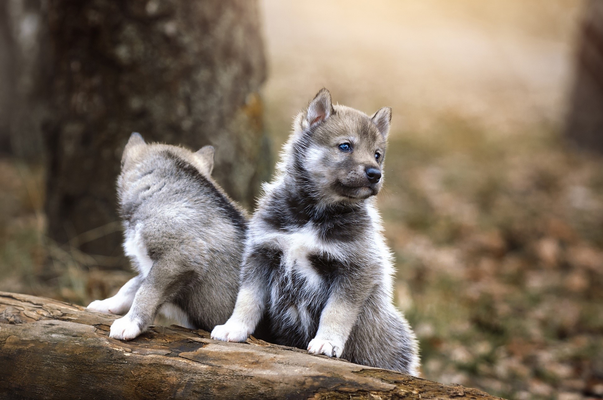 Siberian Husky, dog, animals, mammals, HD Wallpaper