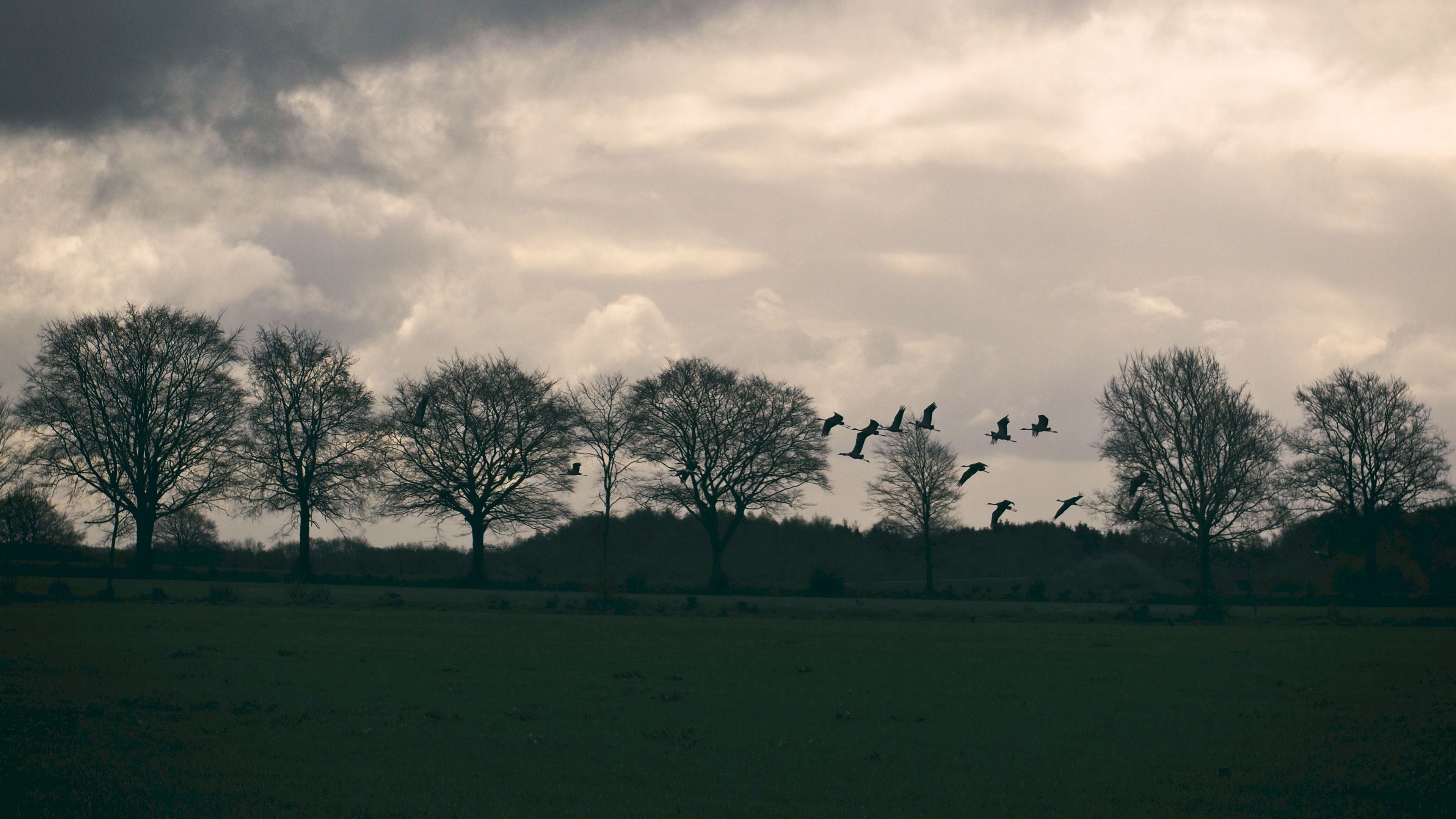 field, birds, trees, twilight, clouds, 4k, HD Wallpaper