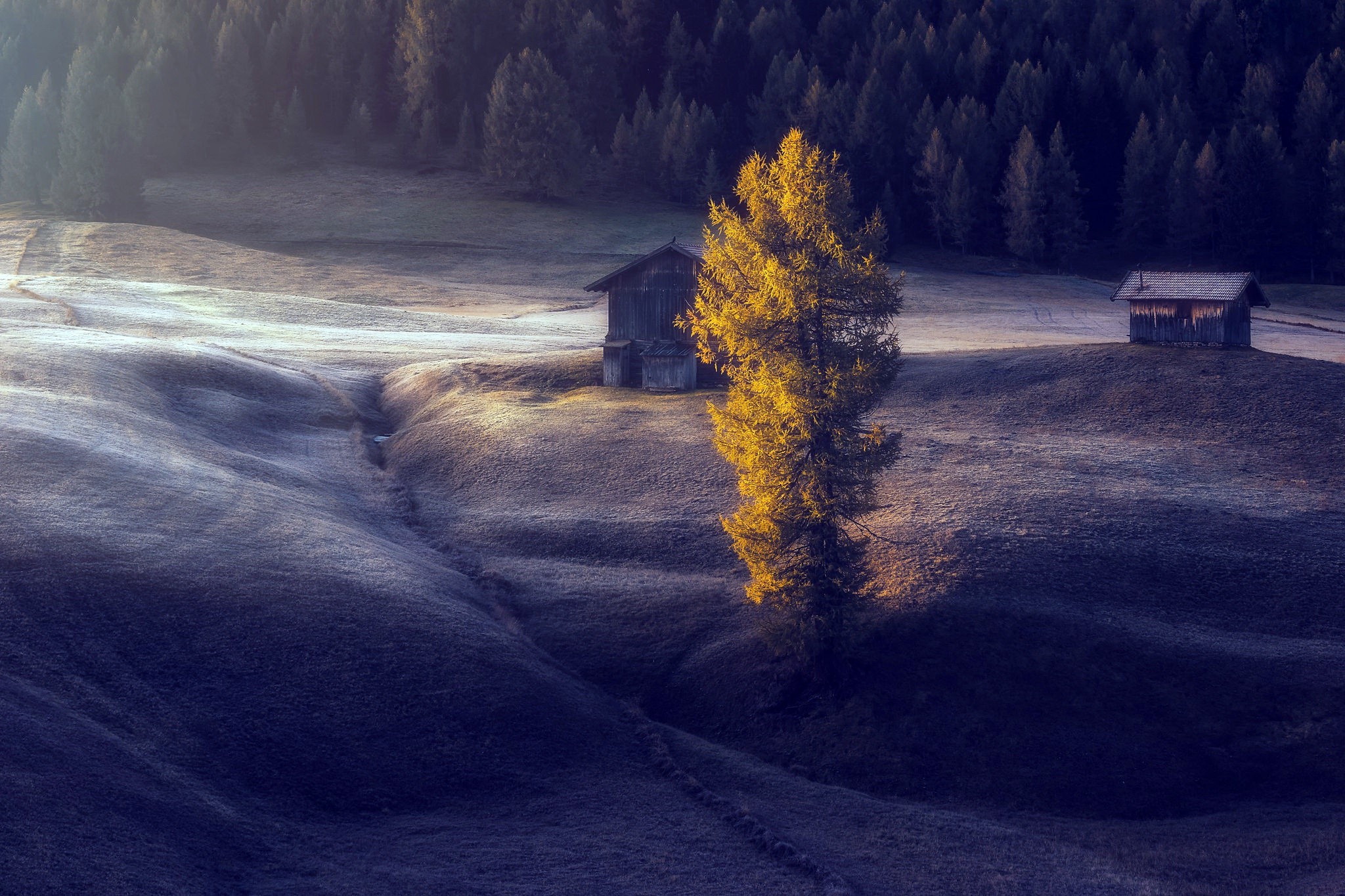 dark, trees, landscape, outdoors, morning, HD Wallpaper