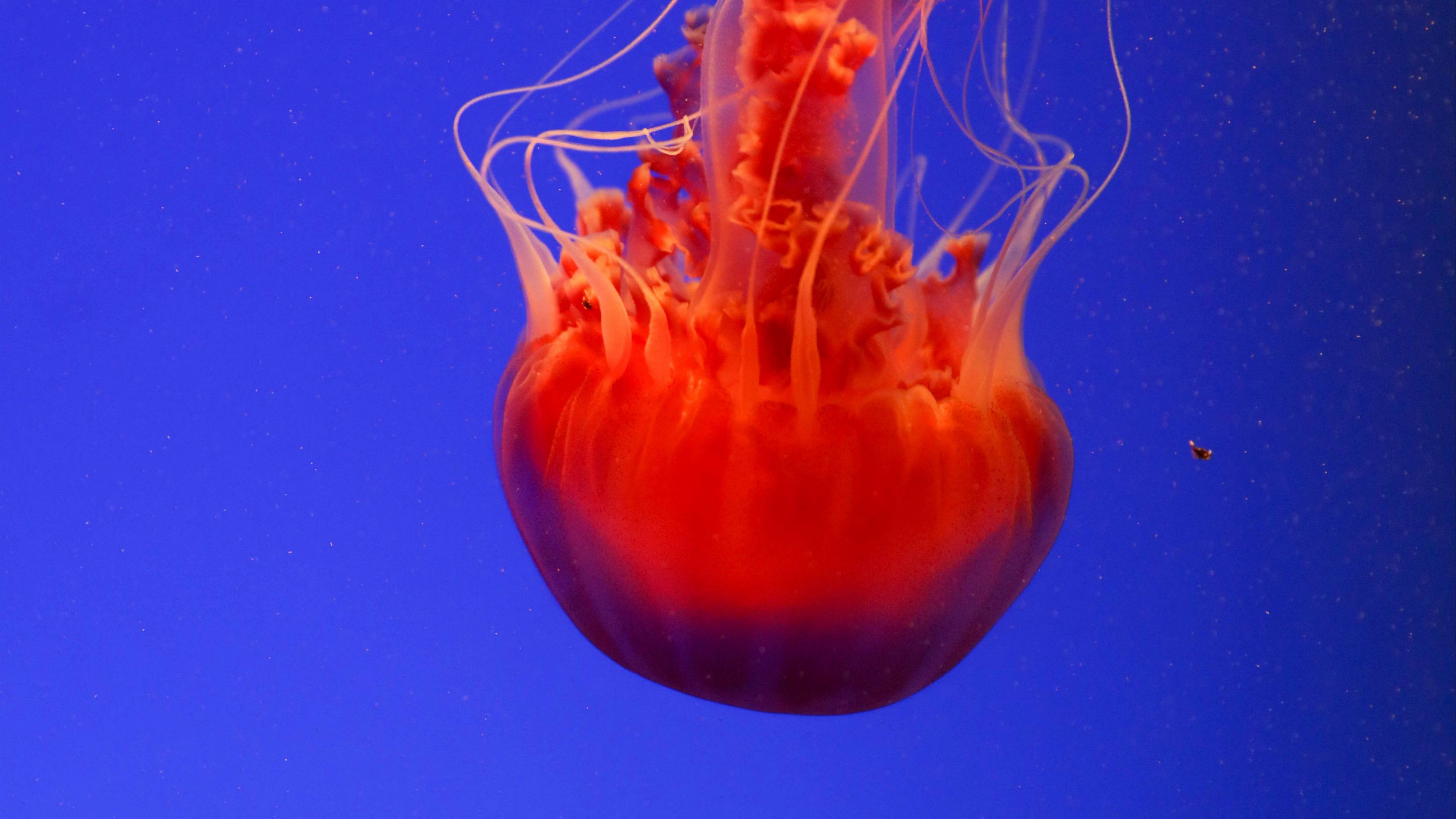 jellyfish, underwater world, orange, blue, red, 4k, HD Wallpaper