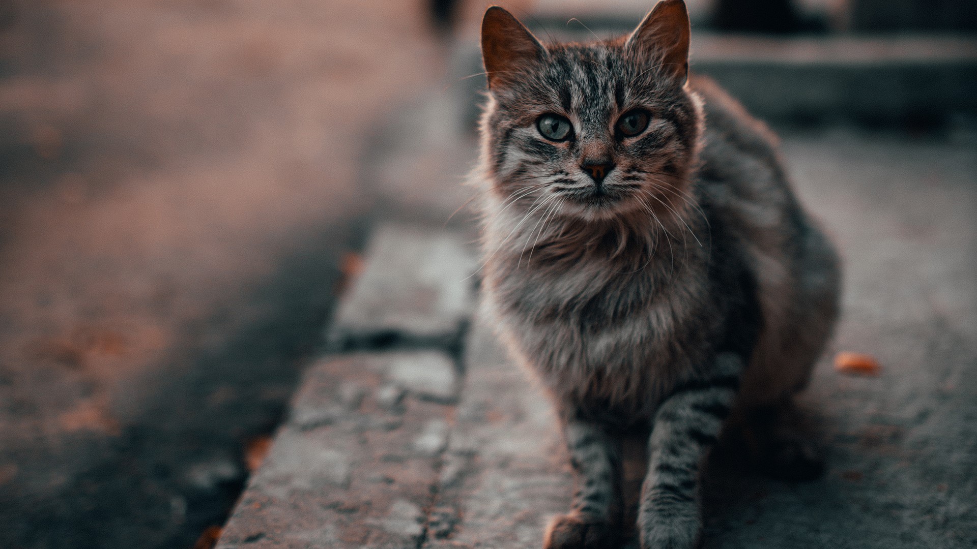 cats, photography, leaves, HD Wallpaper