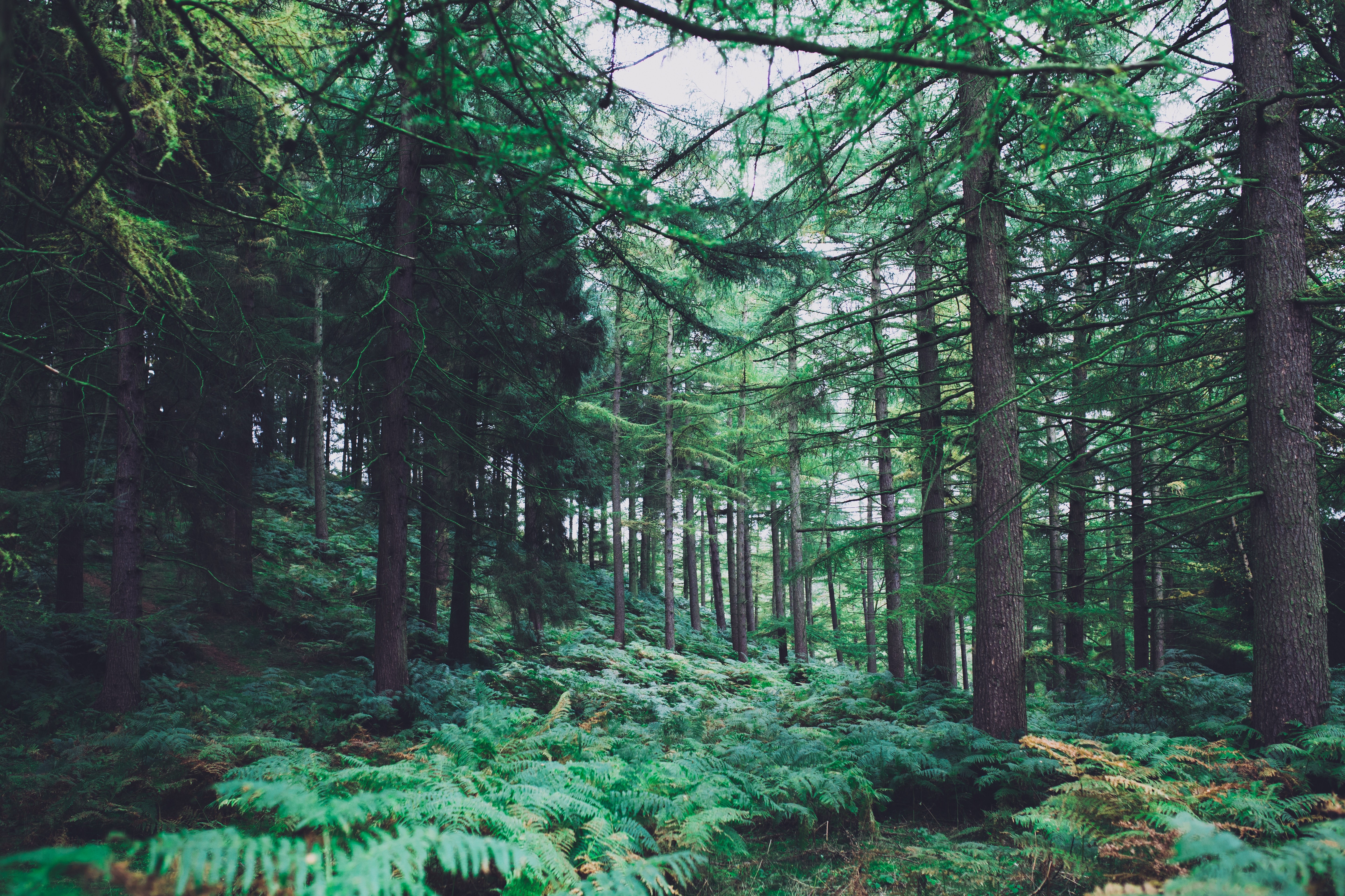 nature, trees, forest, green, ferns, HD Wallpaper