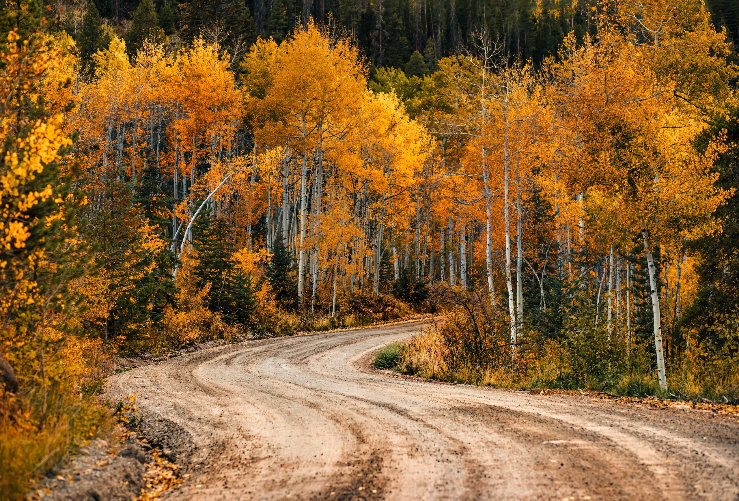 fall, dirt road, road, trees, plants, outdoors, HD Wallpaper