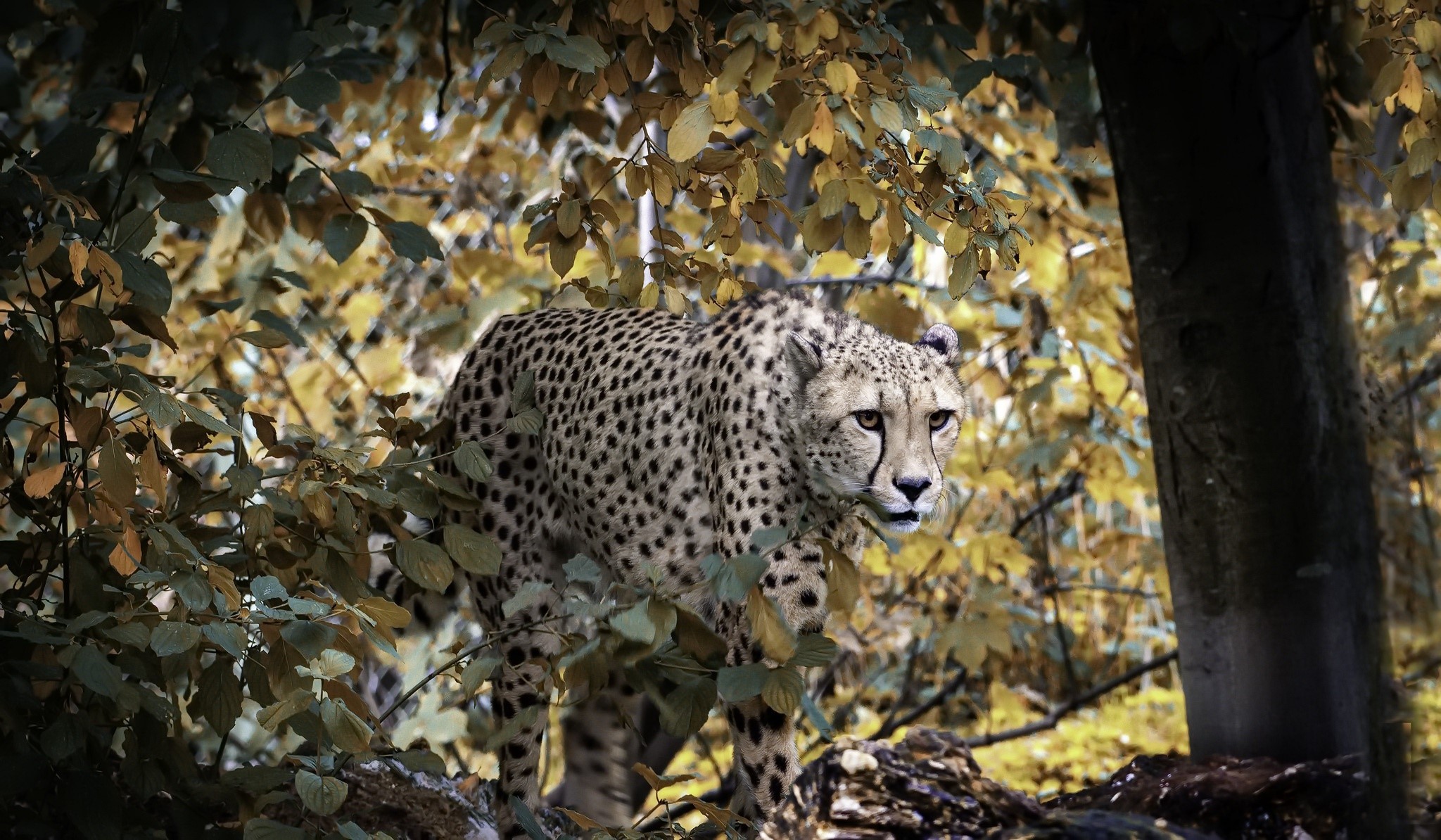 Gepard (Animal), animals, big cats, mammals, HD Wallpaper