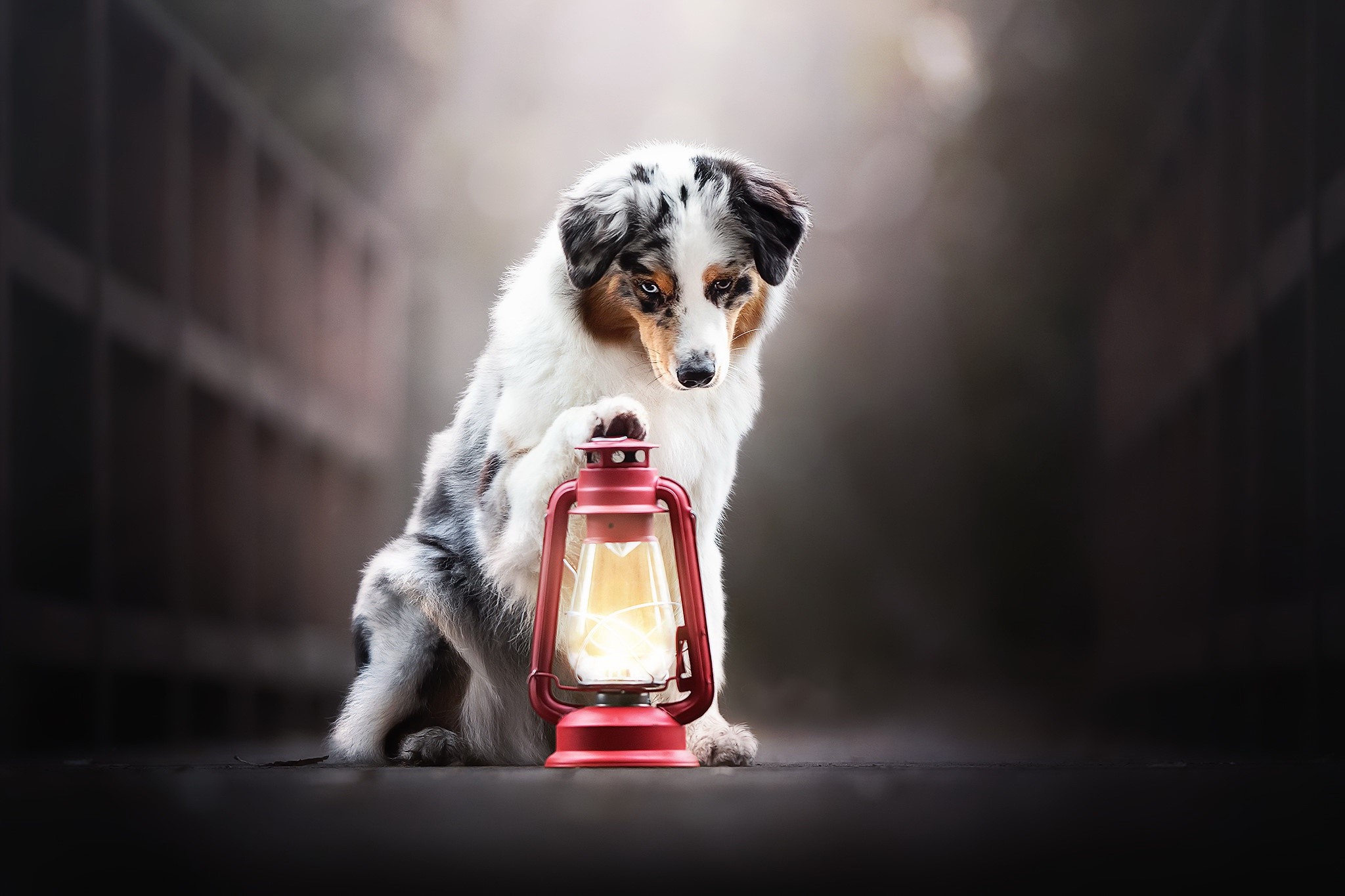 lantern, dog, animals, HD Wallpaper