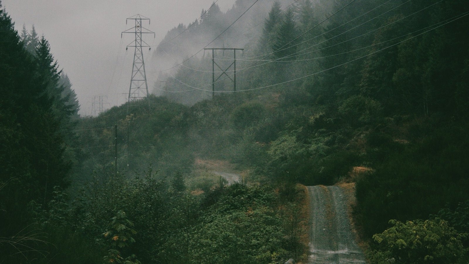 mist, forest, trees, road, faded, utility pole, spruce, nature, power lines, landscape, HD Wallpaper
