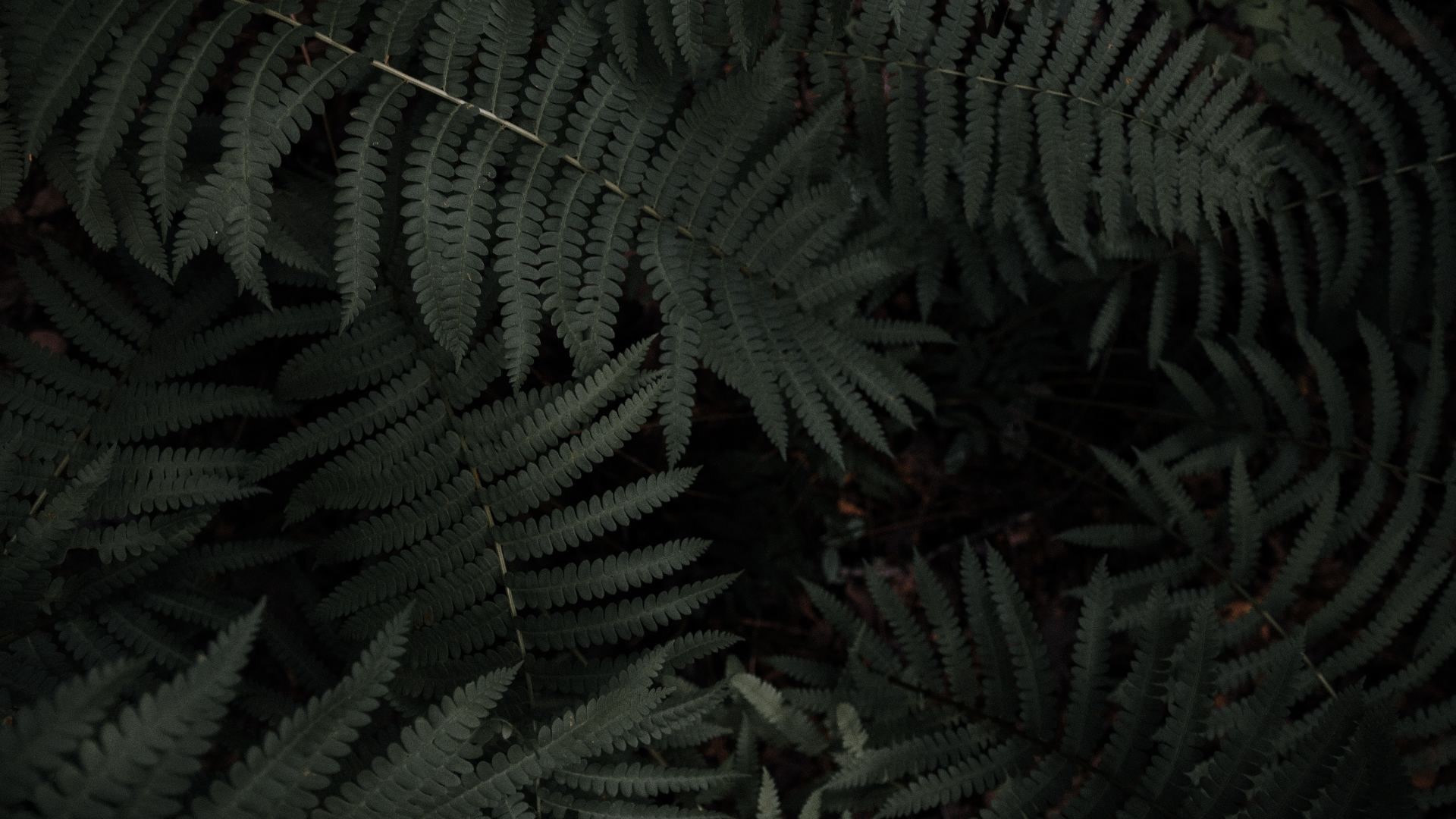 nature, plants, fern, green, leaves, HD Wallpaper