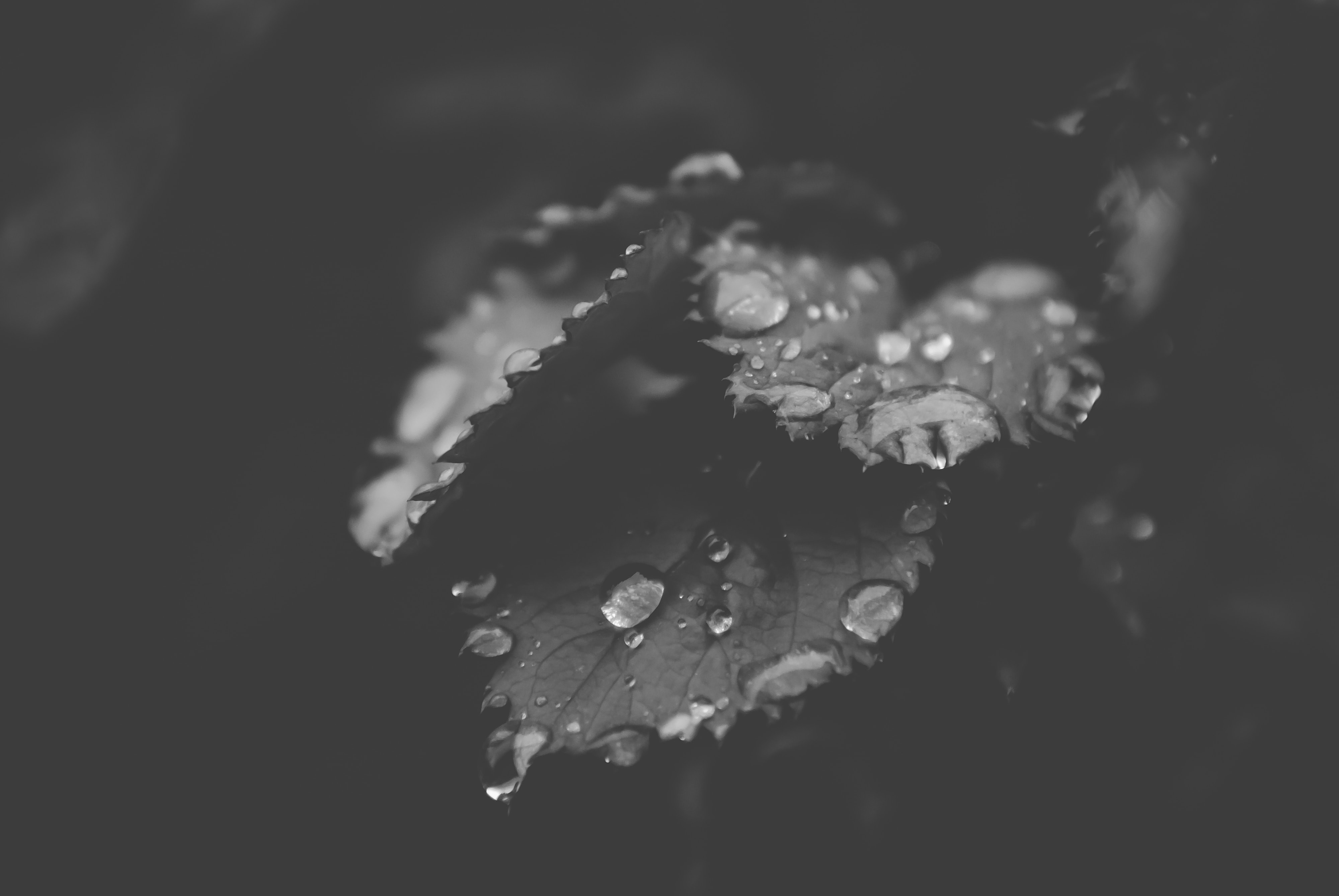 nature, plants, wet, water drops, monochrome, leaves, HD Wallpaper