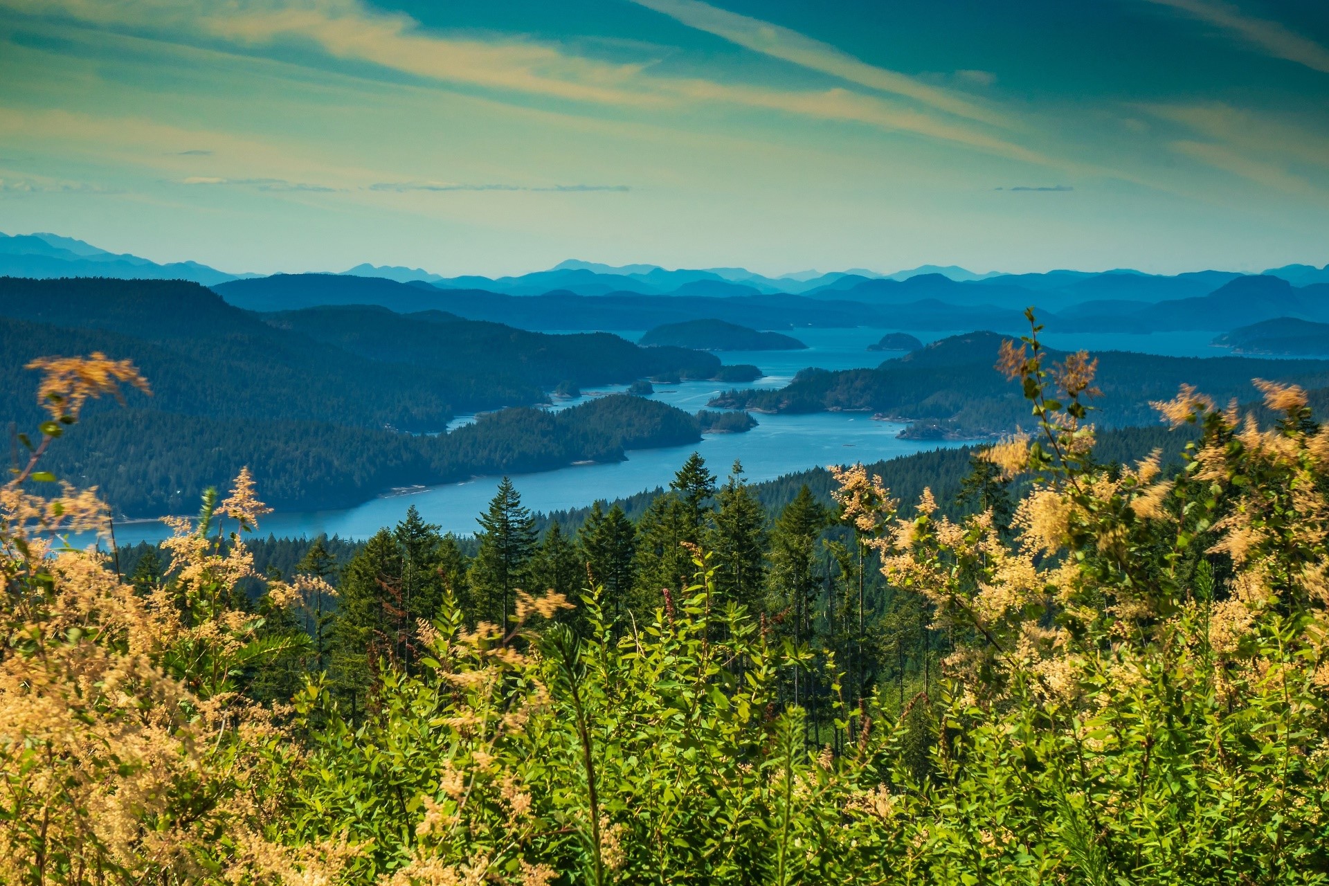 Canada, British Columbia, landscape, plants, nature, HD Wallpaper