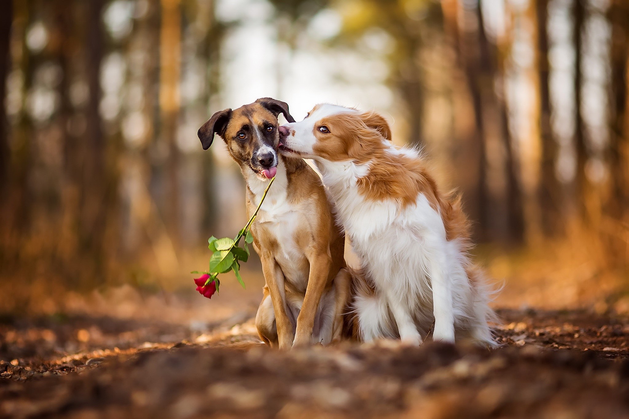 animals, outdoors, dog, mammals, HD Wallpaper