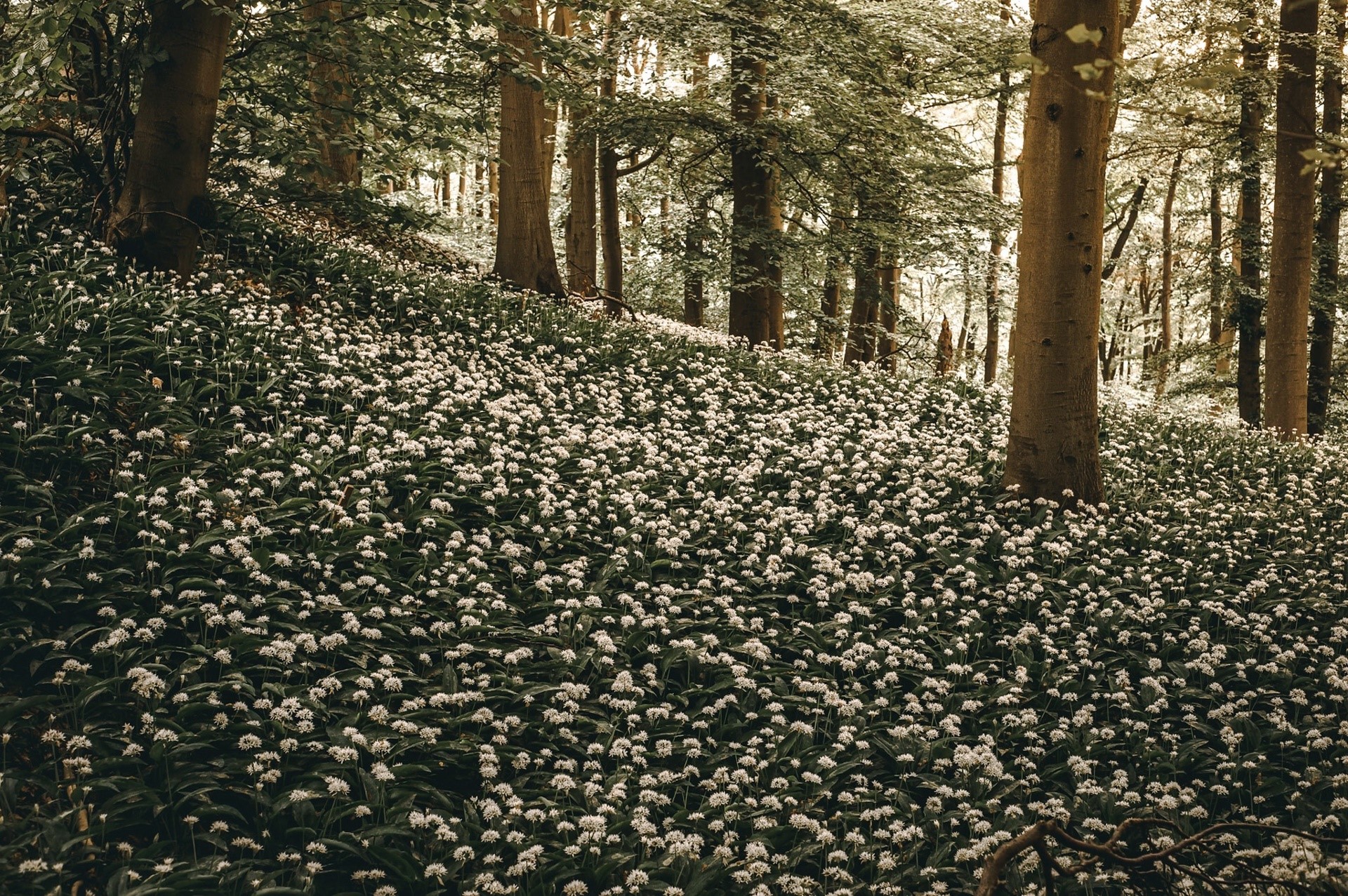 flowers, trees, outdoors, plants, spring, HD Wallpaper