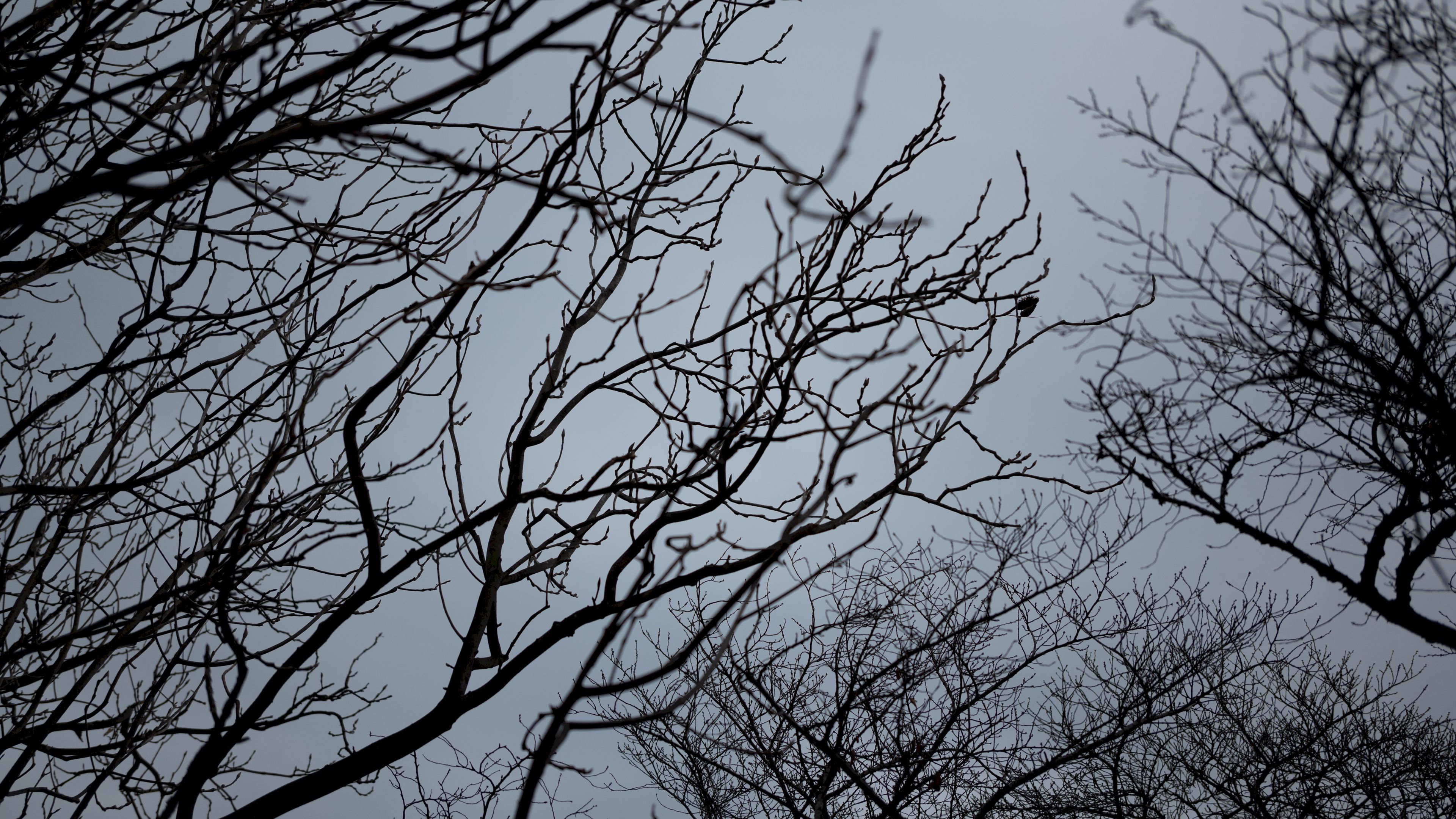 branches, bw, bottom view, sky, gray, 4k, HD Wallpaper