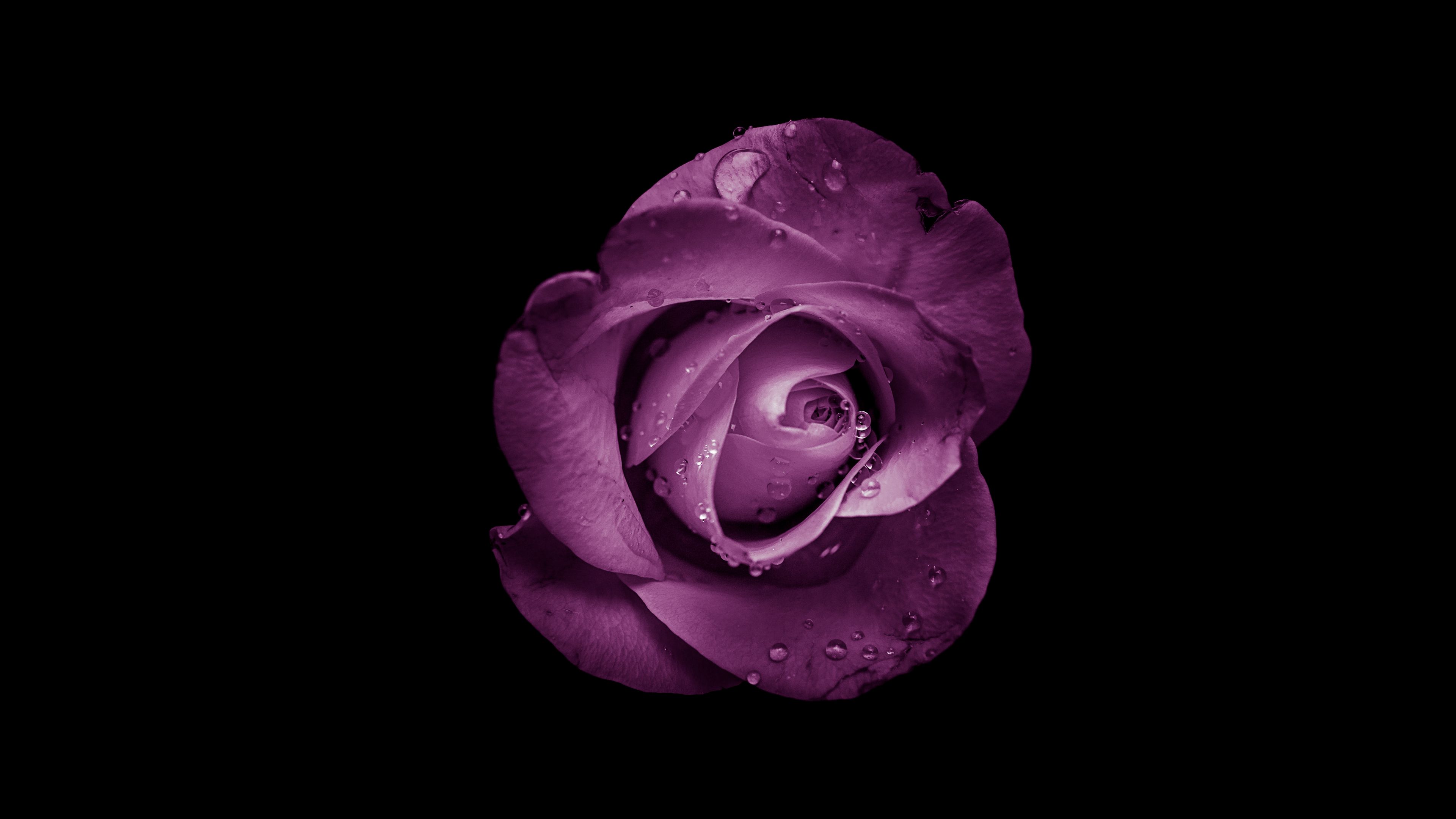 rose, bud, purple, drops, flower, 4k, HD Wallpaper