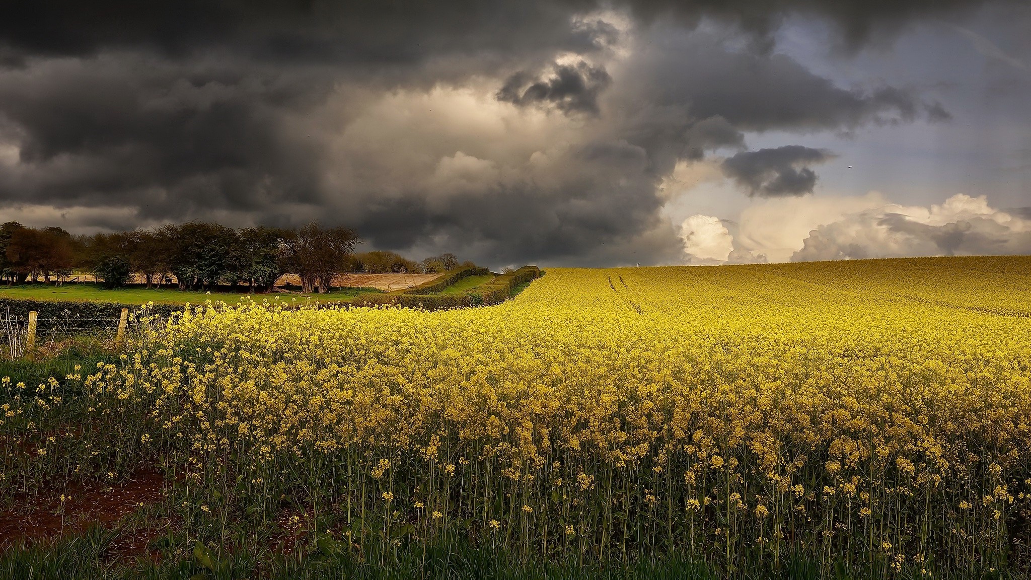 field, Agro (Plants), yellow, sky, clouds, outdoors, HD Wallpaper