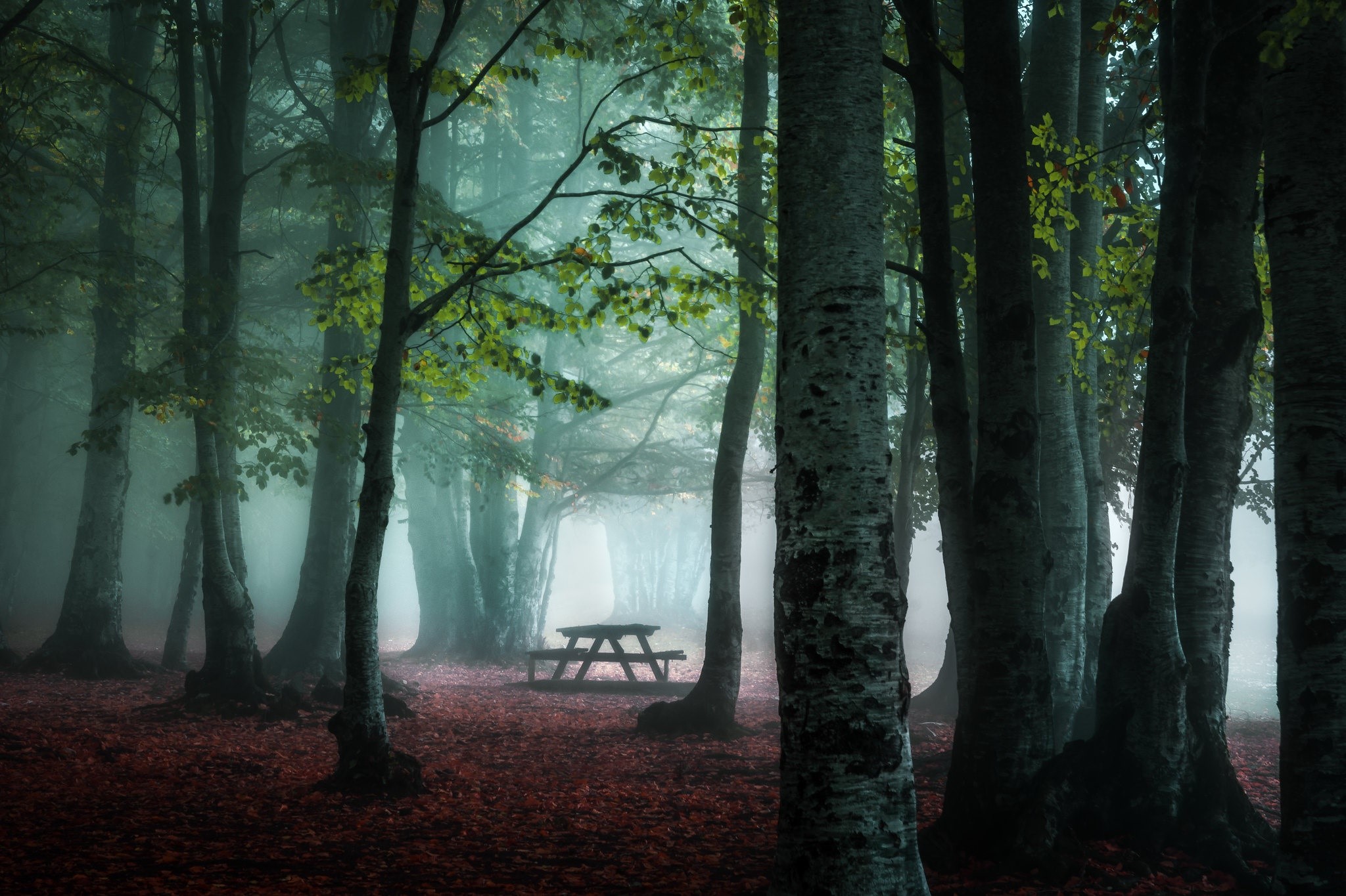 trees, plants, outdoors, mist, fall, HD Wallpaper