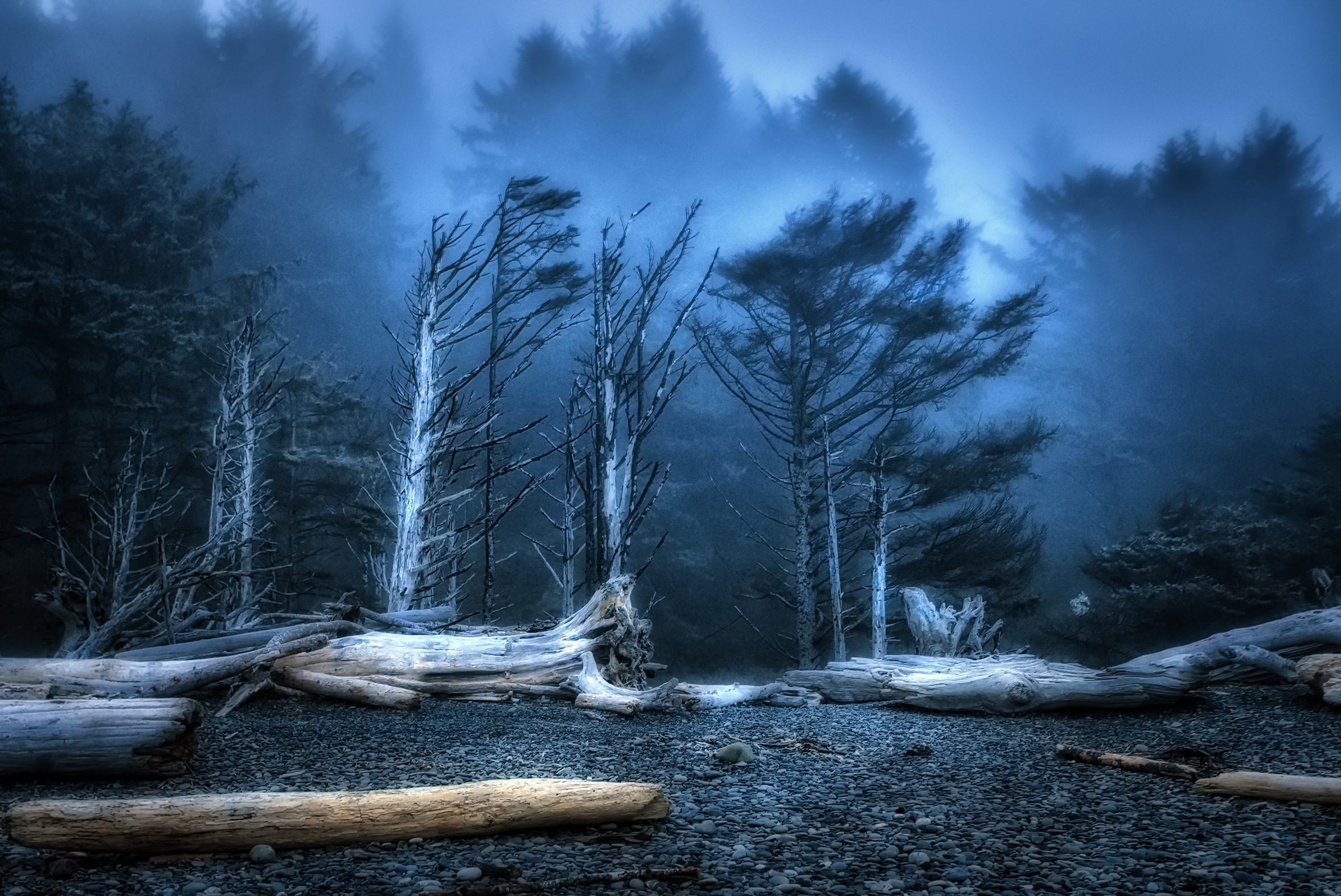 dark, trees, nature, outdoors, wood, blue, HD Wallpaper