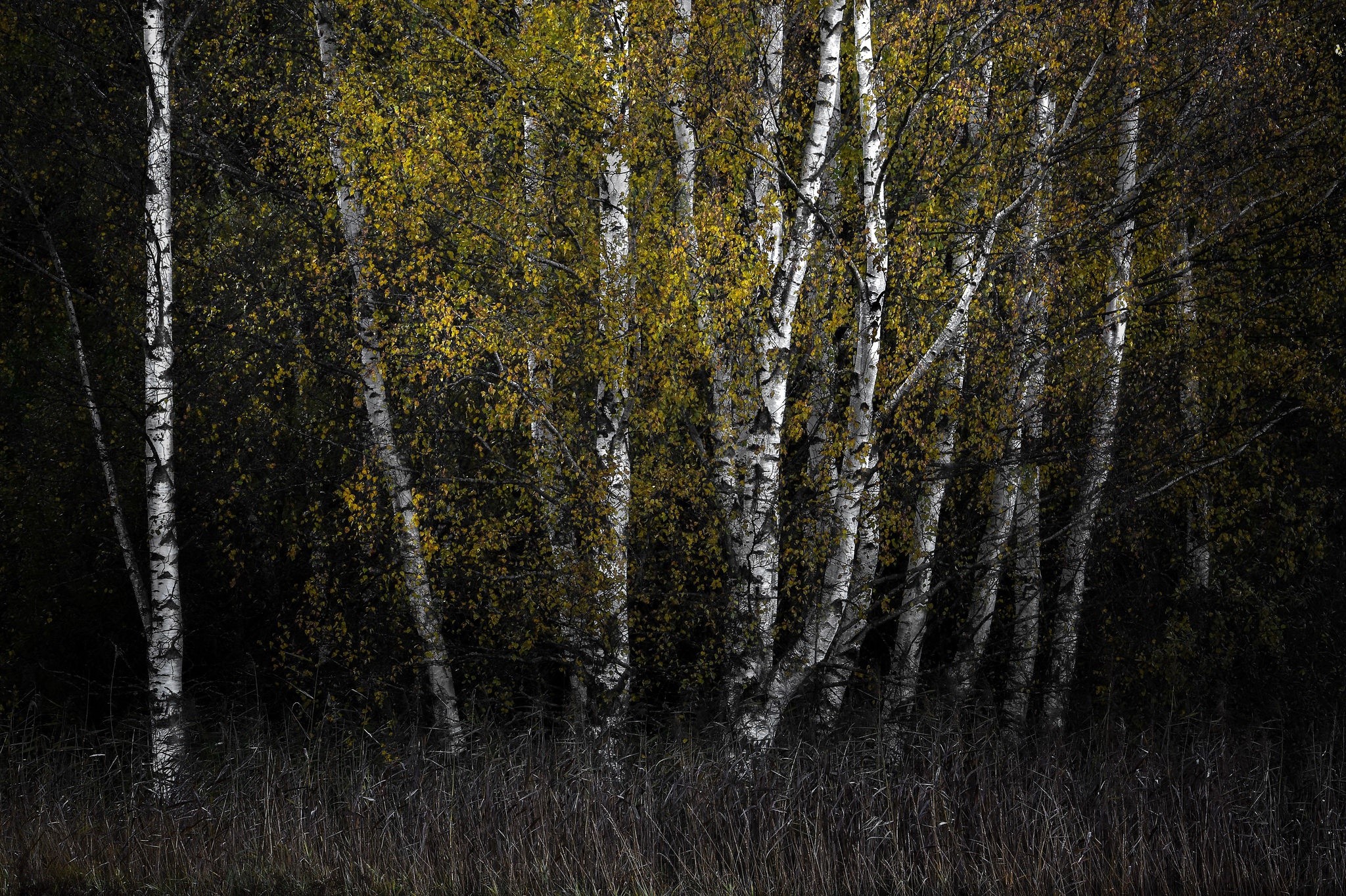 trees, plants, outdoors, birch, fall, dark, forest, HD Wallpaper