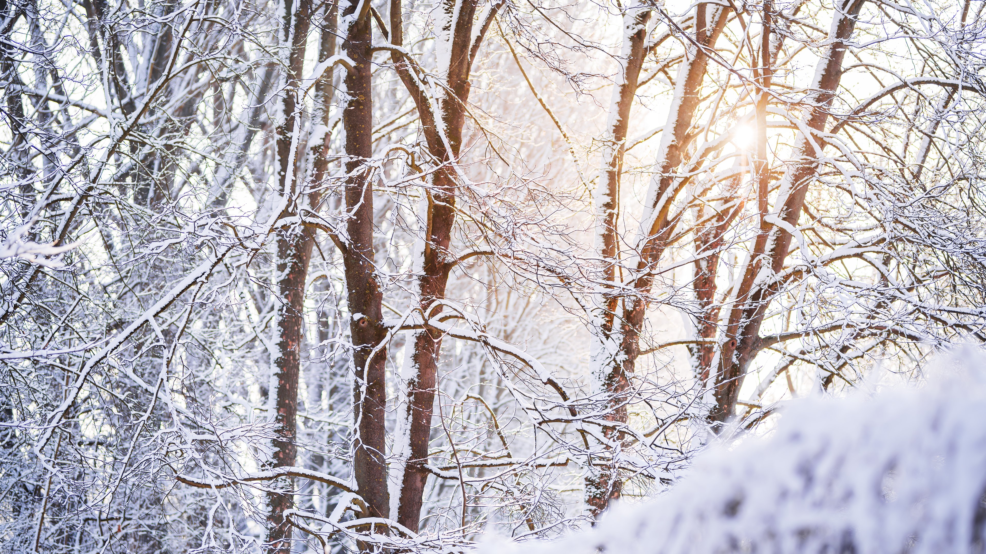 winter, snow, trees, sunlight, morning, nature, outdoors, HD Wallpaper