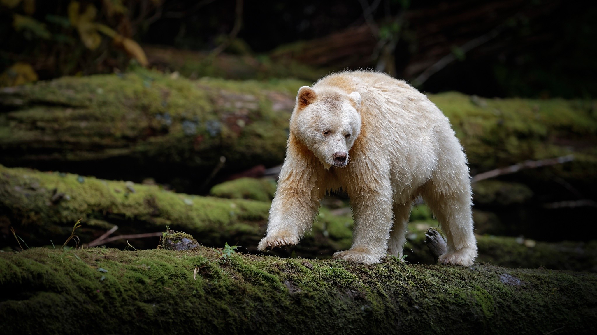 animals, bears, nature, moss, mammals, HD Wallpaper