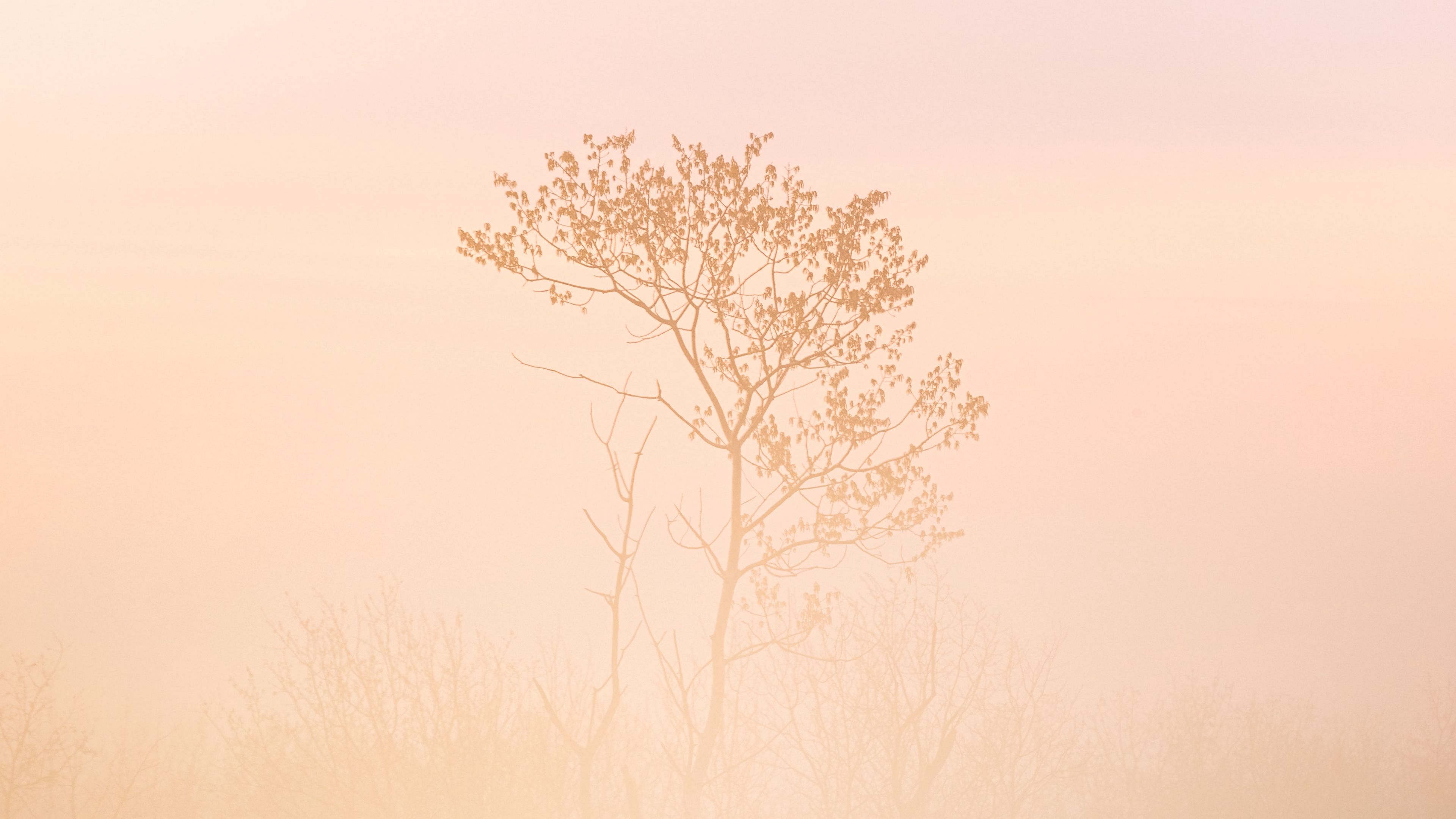 tree, grass, fog, muddy, 4k, HD Wallpaper