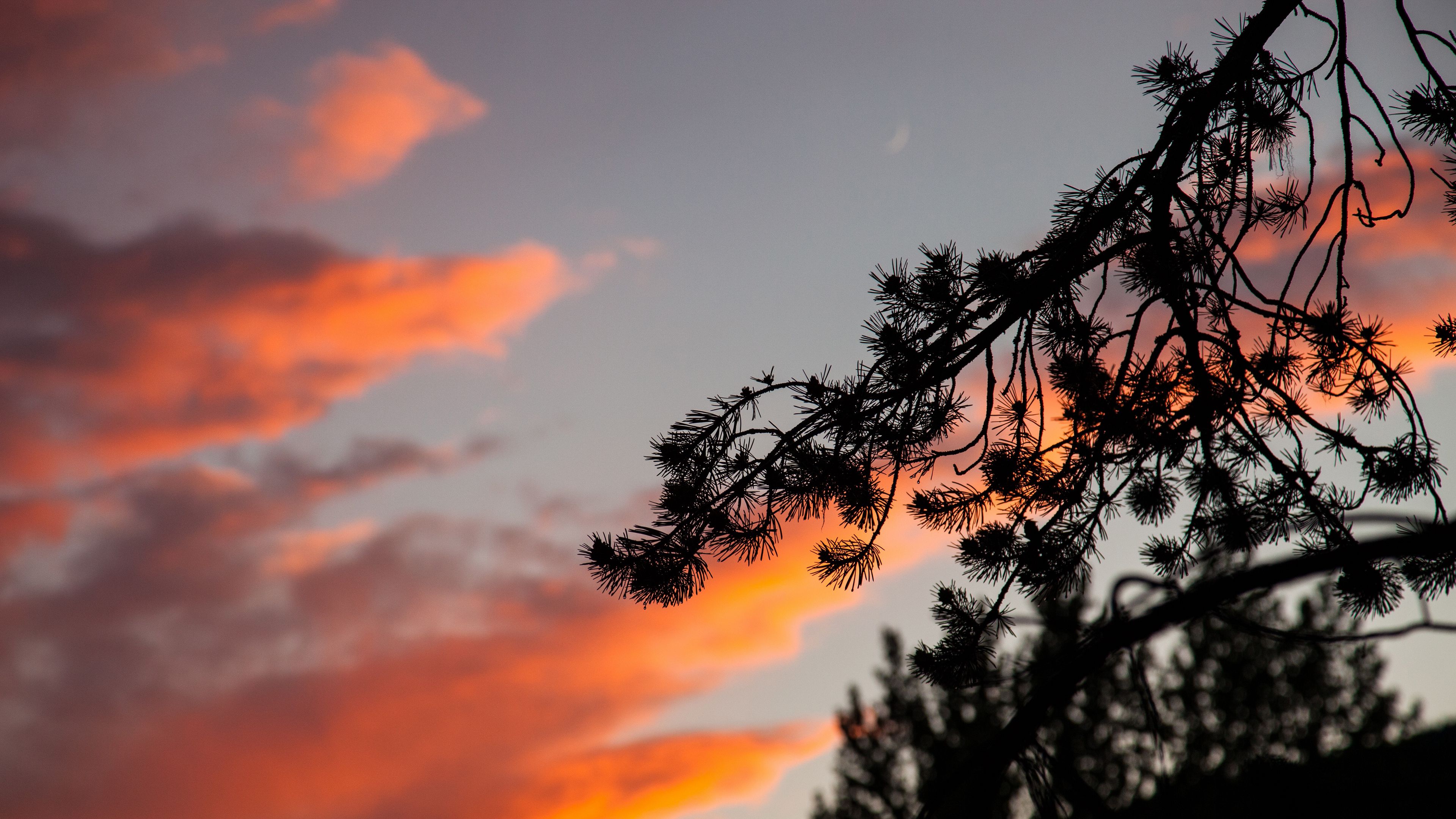 branch, outline, sky, sunset, night, 4k, HD Wallpaper