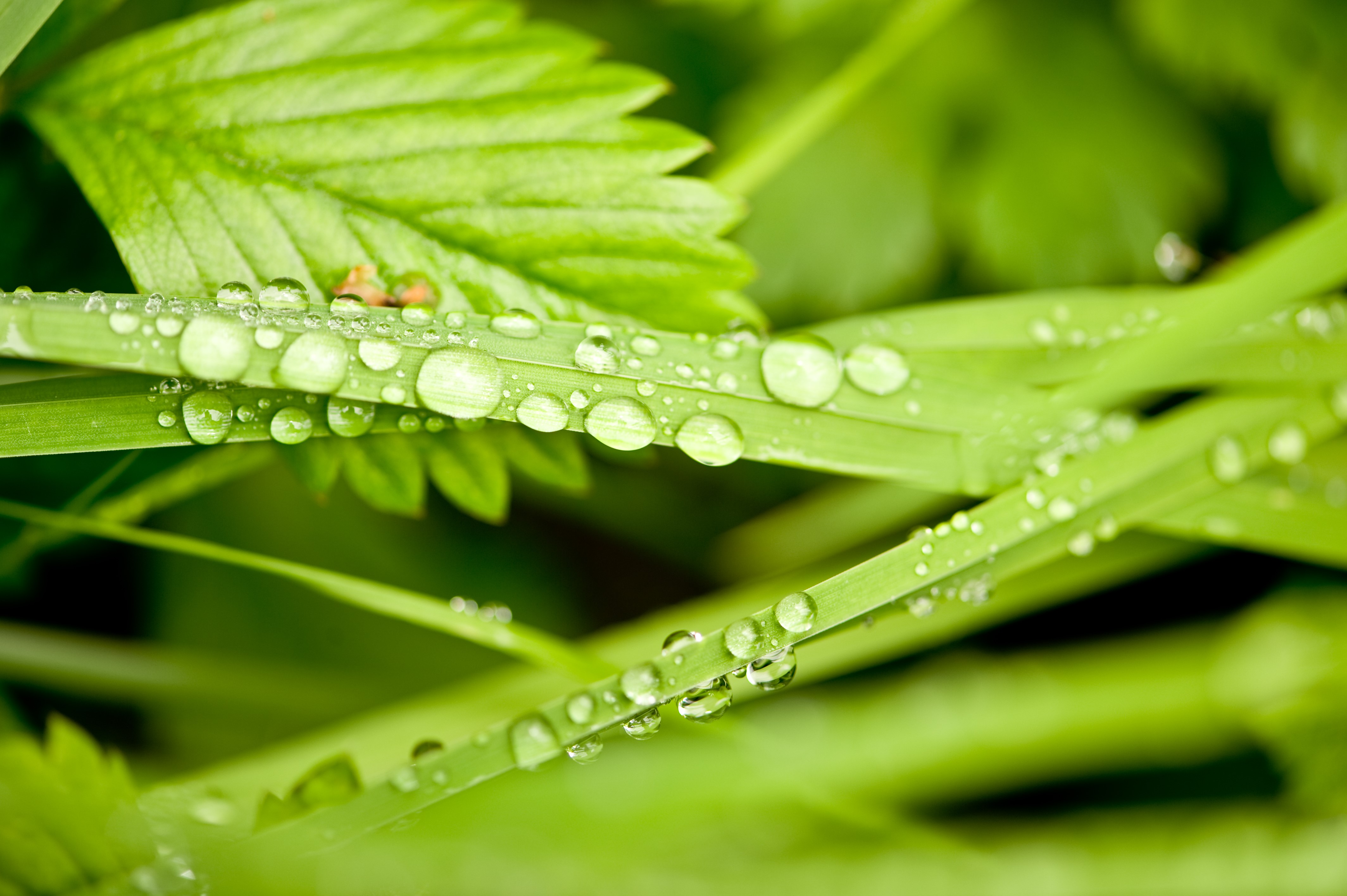 leaves, nature, water drops, depth of field, green, HD Wallpaper