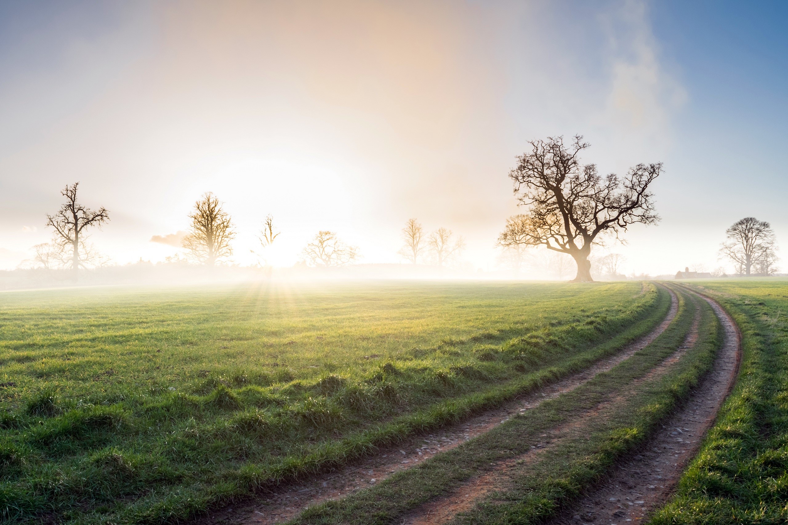 field, landscape, trees, sky, sunlight, morning, mist, HD Wallpaper
