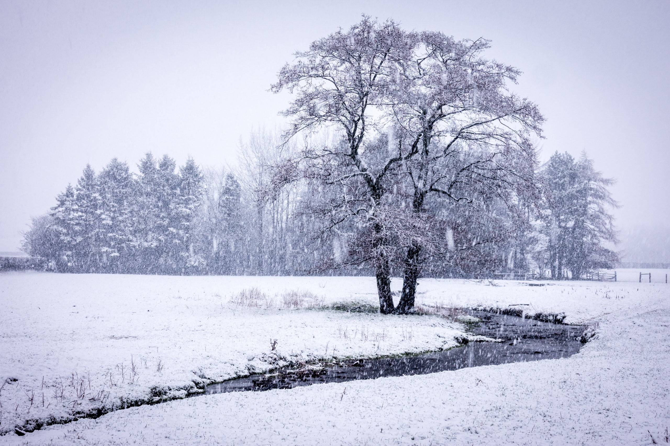 trees, winter, snow, landscape, HD Wallpaper