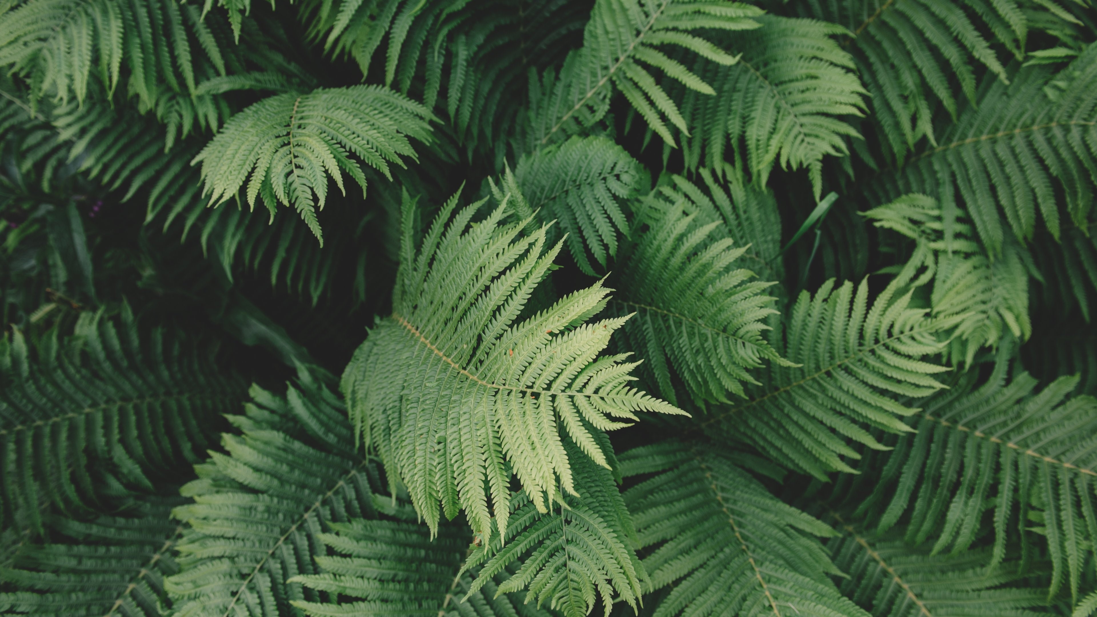 fern, leaves, plants, HD Wallpaper