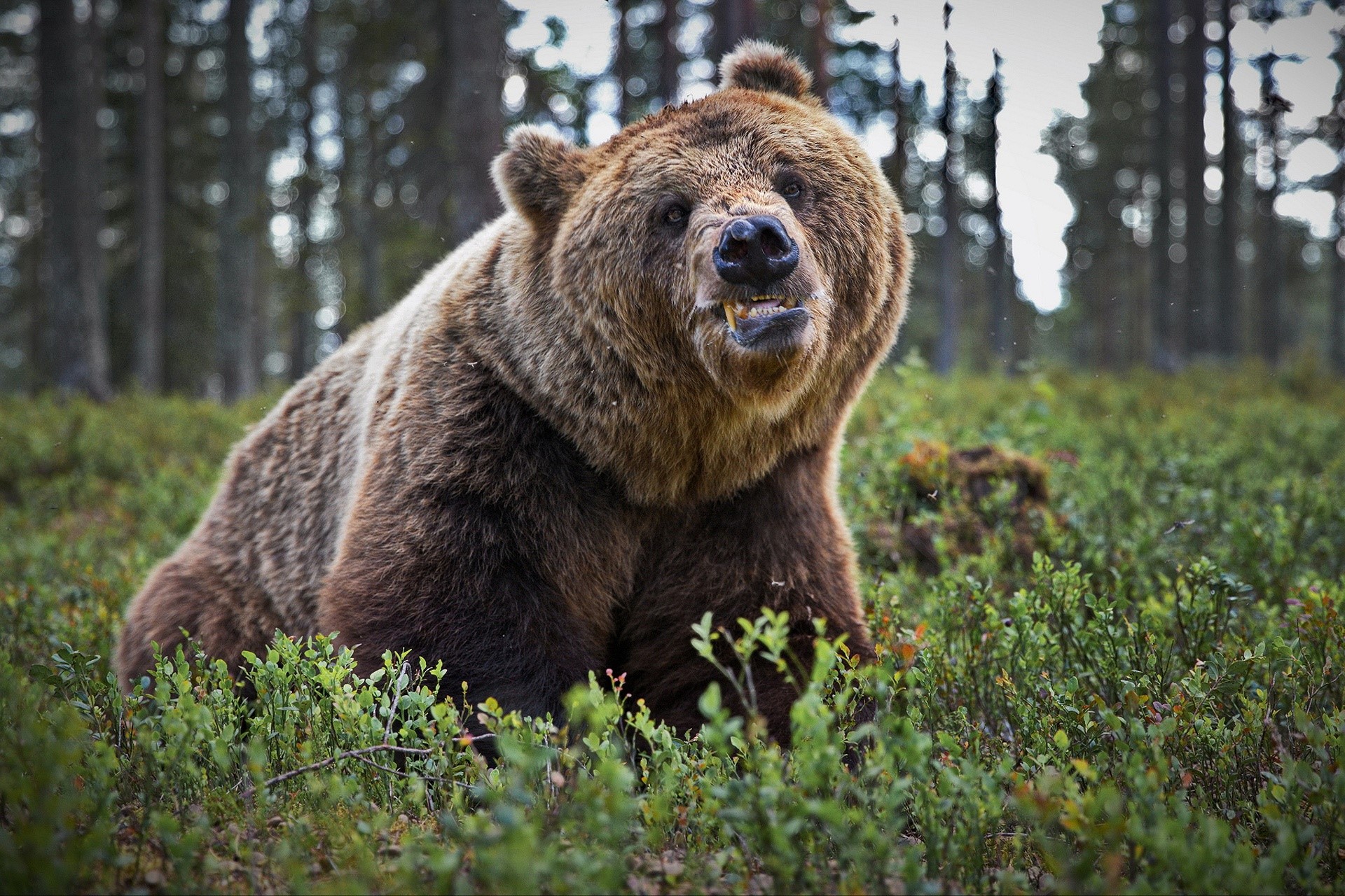 nature, bears, animals, mammals, HD Wallpaper