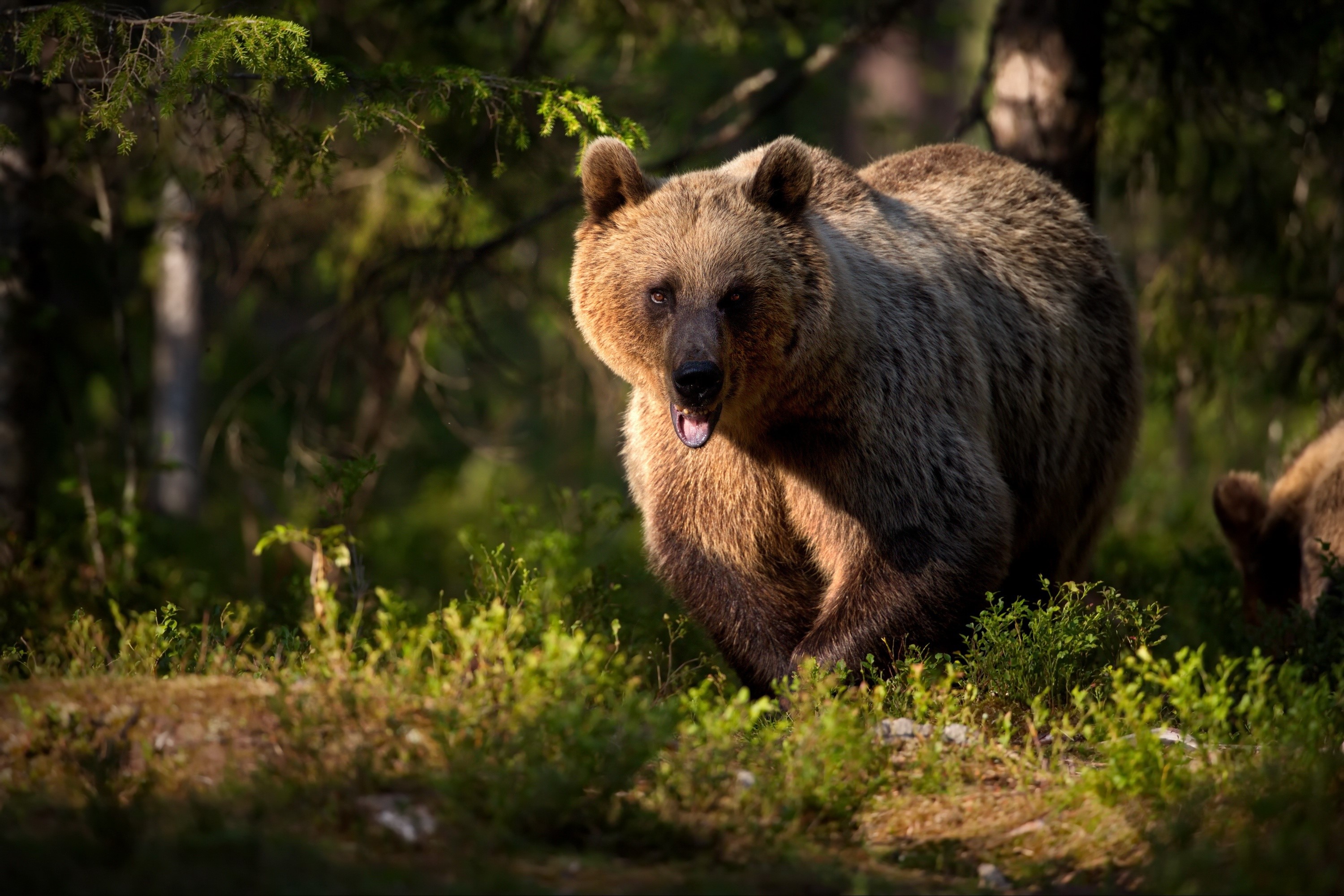 nature, animals, mammals, bears, HD Wallpaper