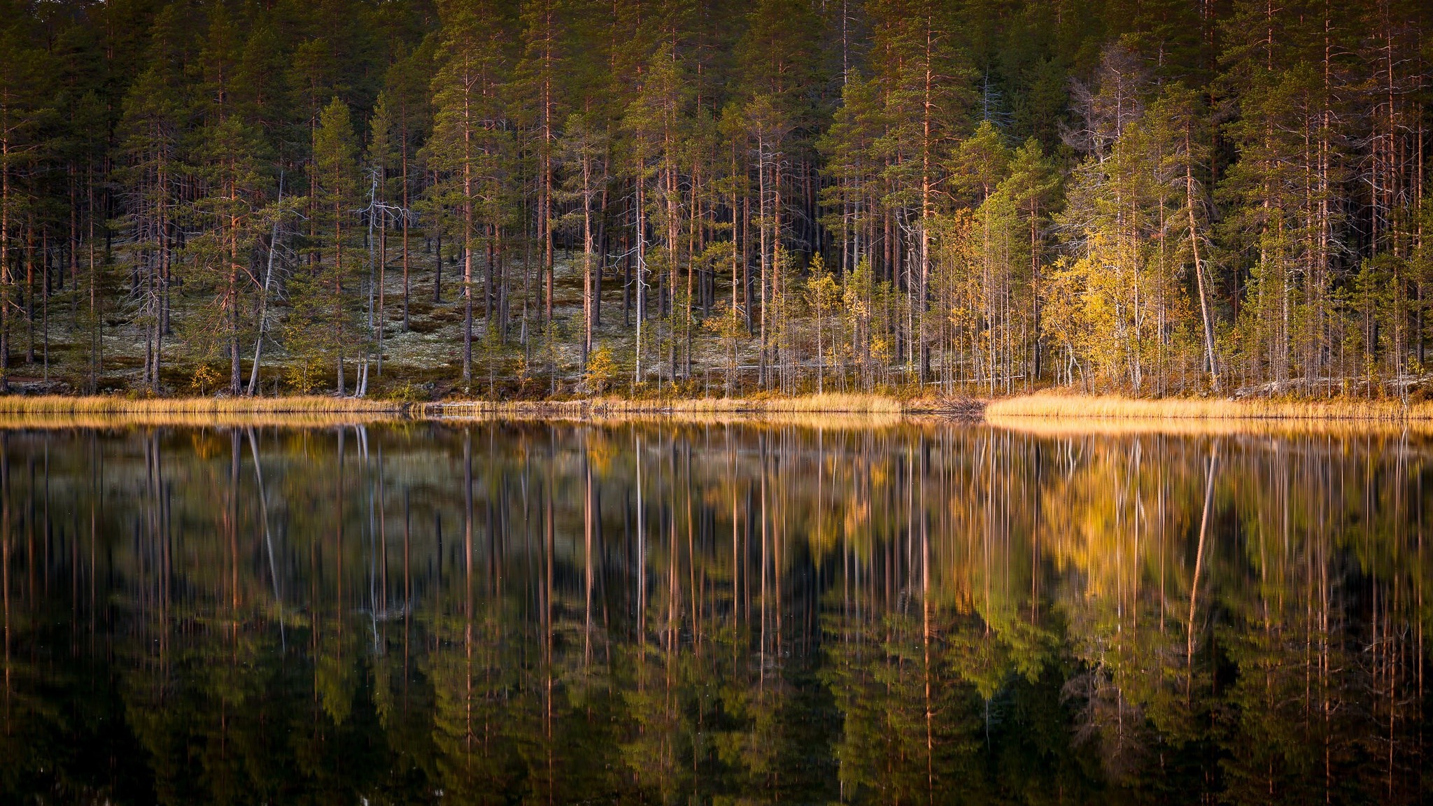 water, nature, trees, reflection, fall, lake, HD Wallpaper