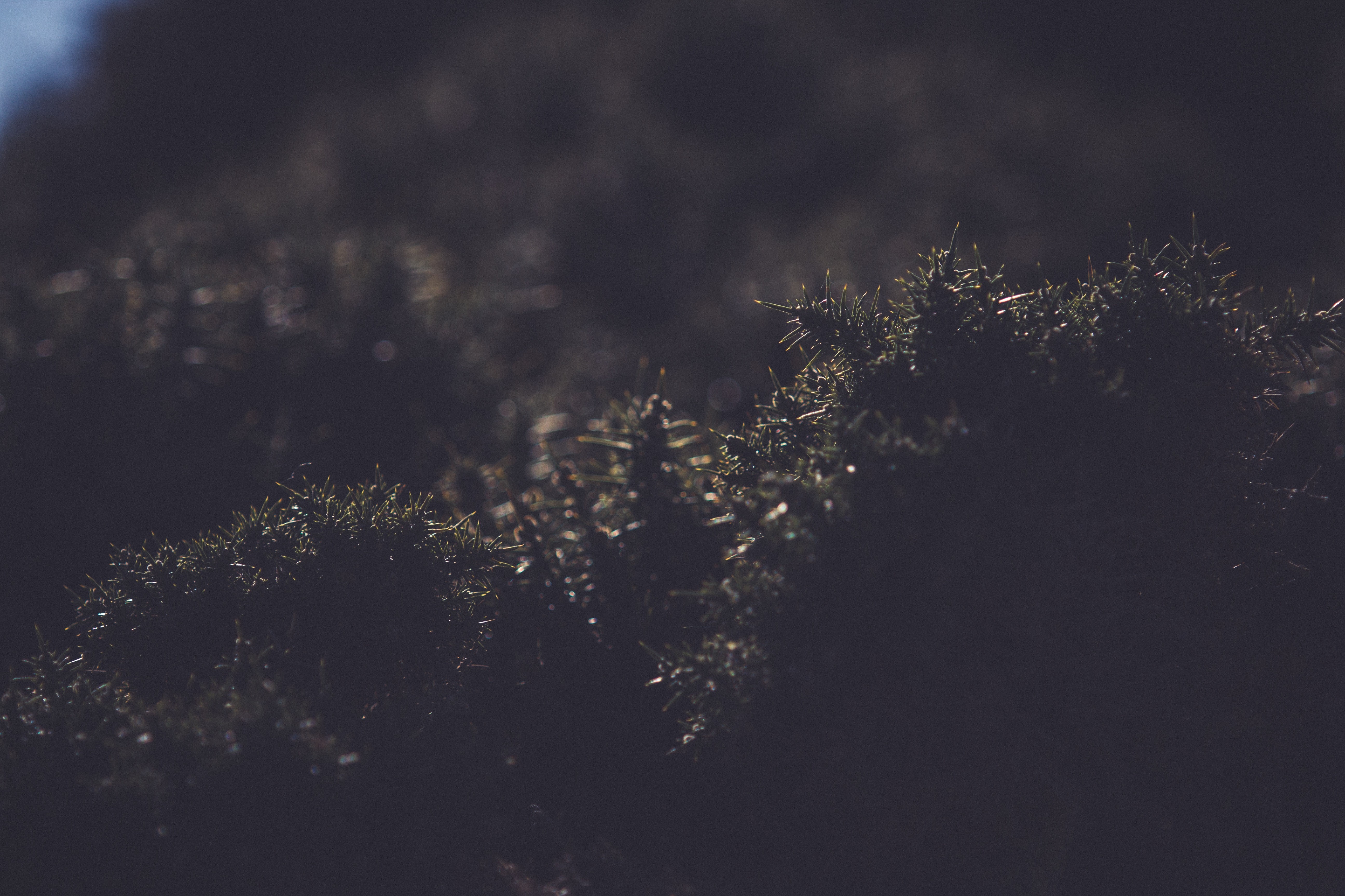 nature, plants, grass, dark, HD Wallpaper