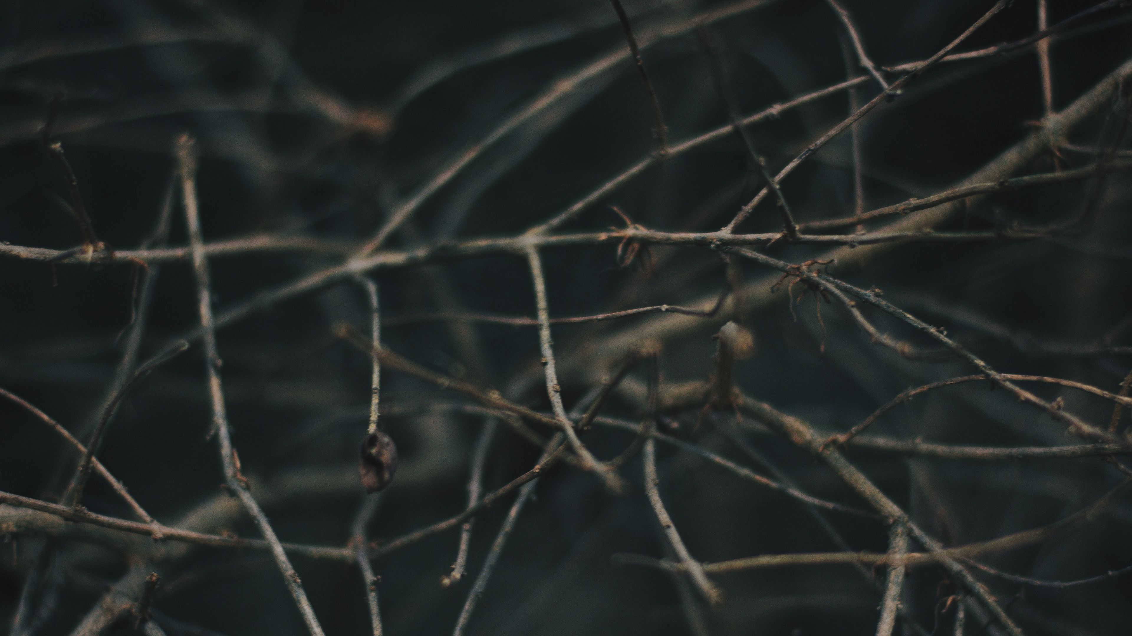 branches, blur, macro, gray, 4k, HD Wallpaper